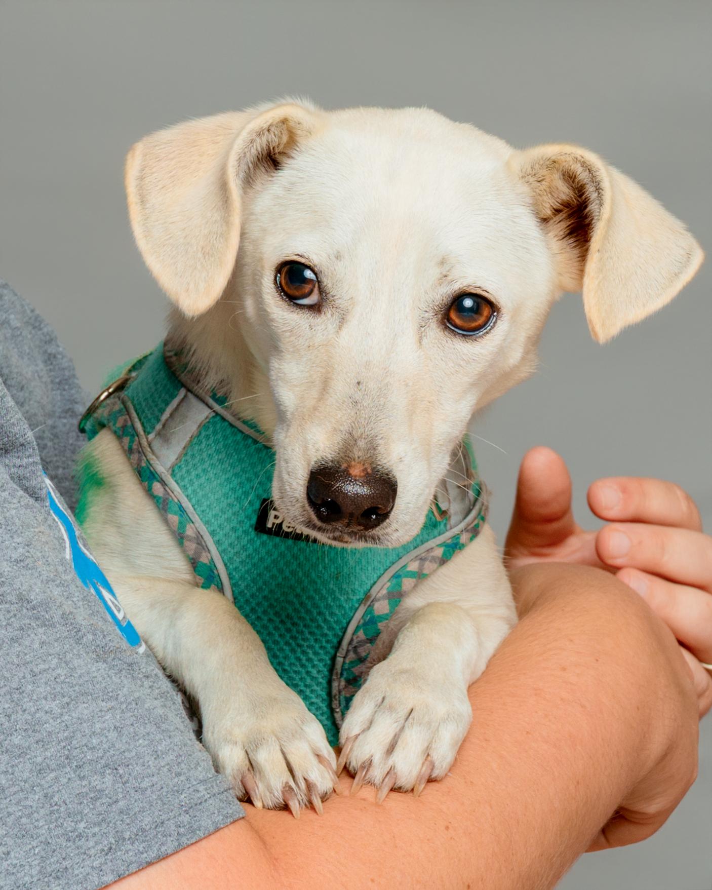 Enlarge Finnick, a Adoptable Chihuahua in Aransas Pass, TX image 2/3