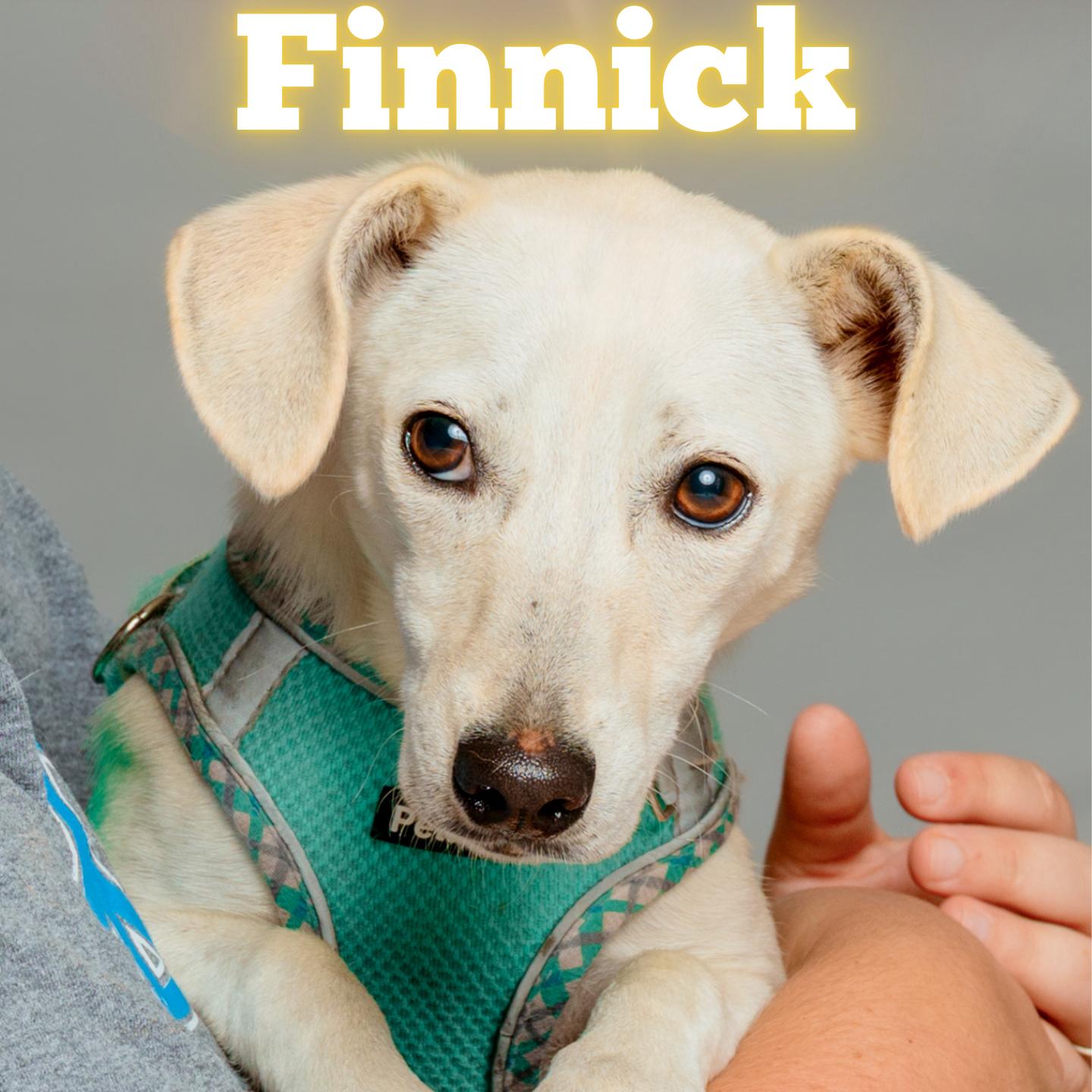 Enlarge Finnick, a Adoptable mixed breed in Aransas Pass, TX image 1/3