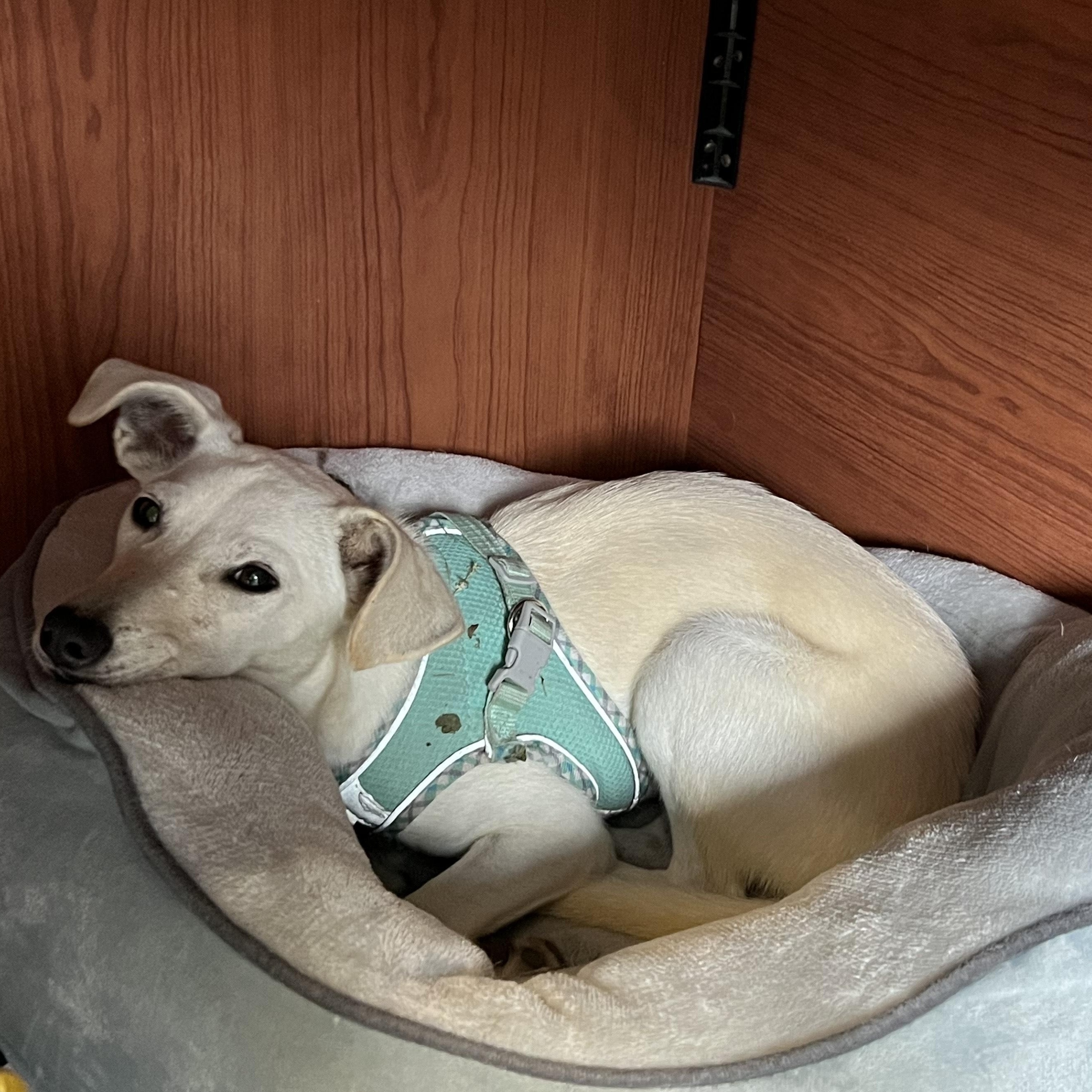 Enlarge Finnick, a Adoptable mixed breed in Aransas Pass, TX image 2/3