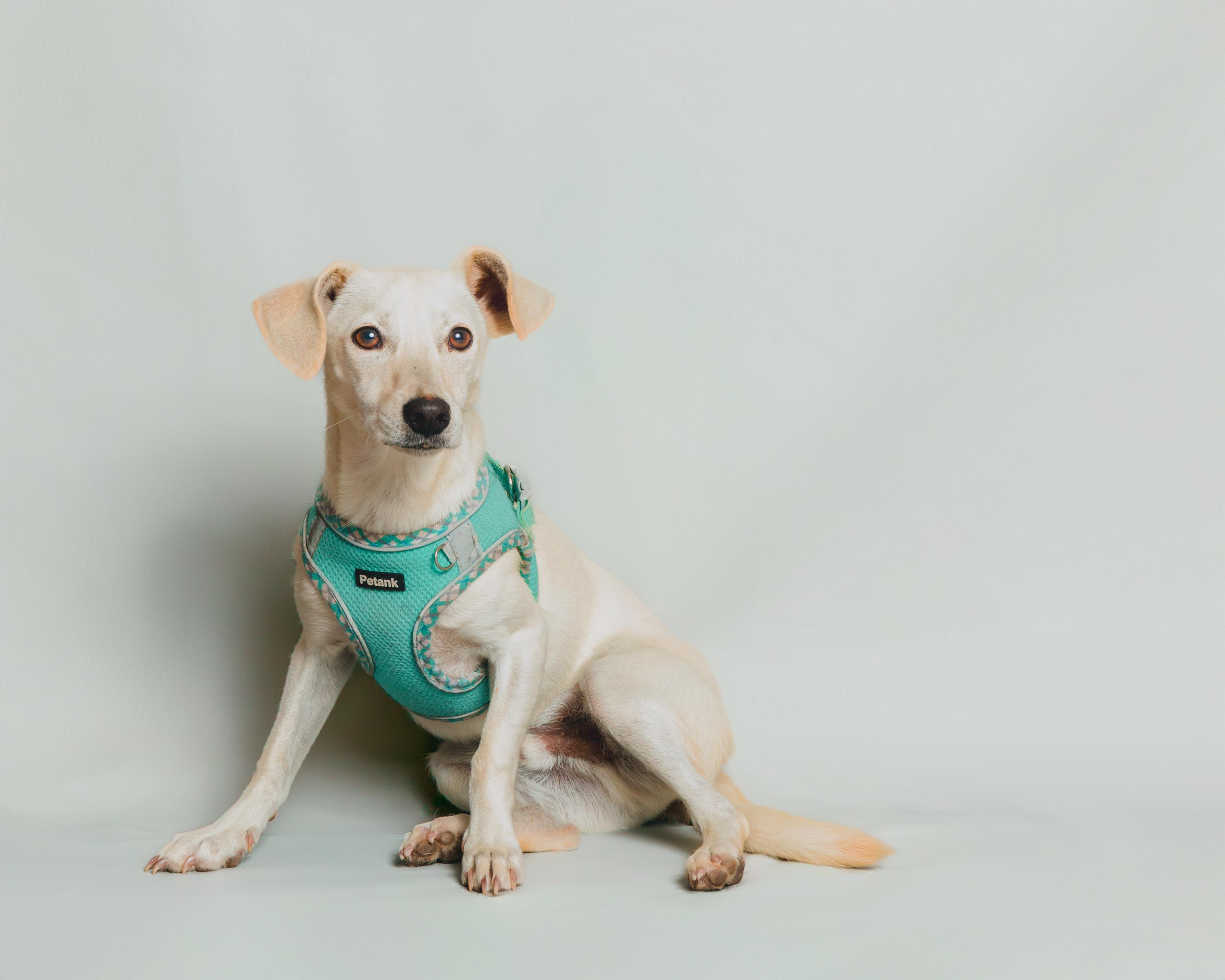 Enlarge Finnick, a Adoptable Chihuahua in Aransas Pass, TX image 1/3