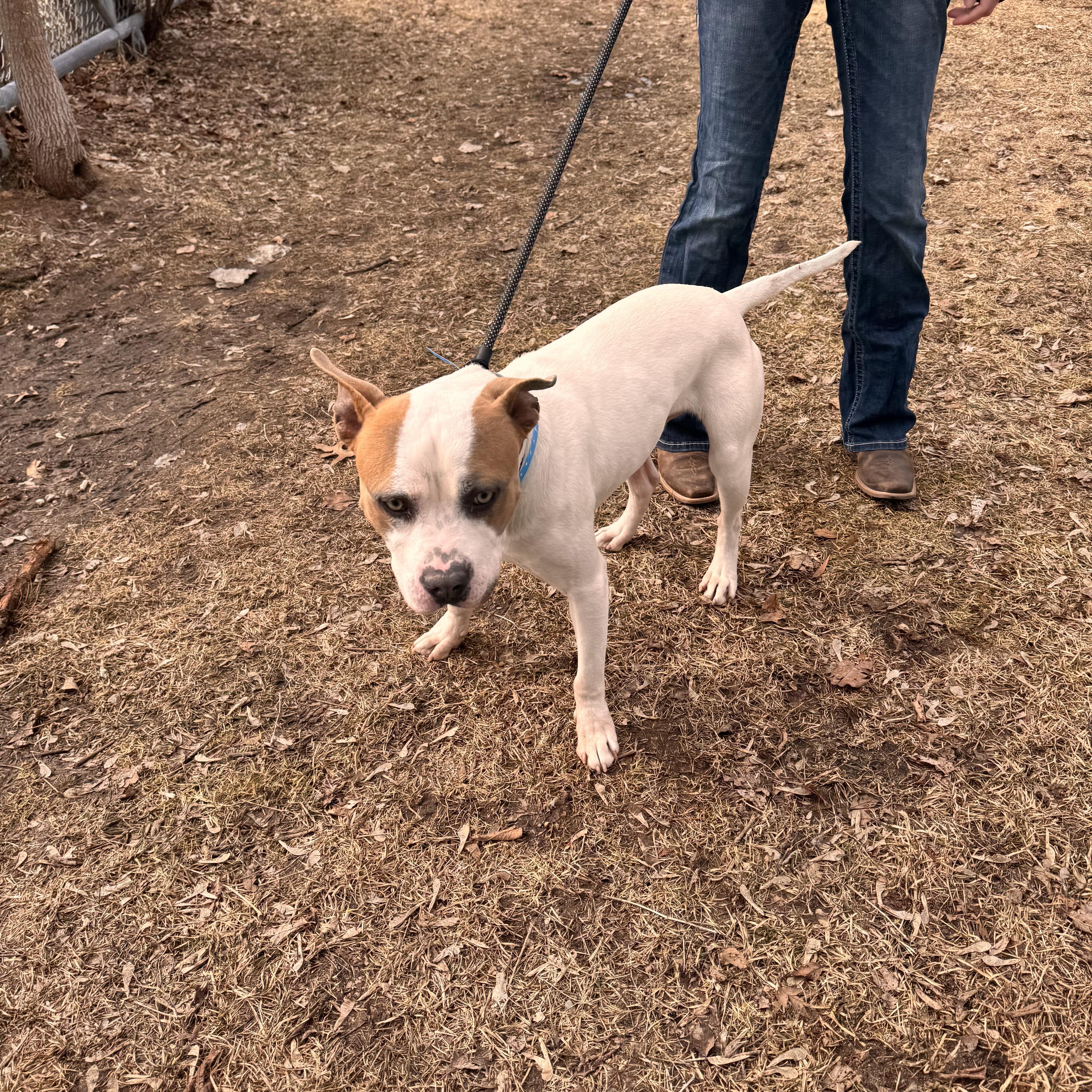 Enlarge Nautical, a ADOPTABLE Mixed Breed in Midland, MI image 4/4