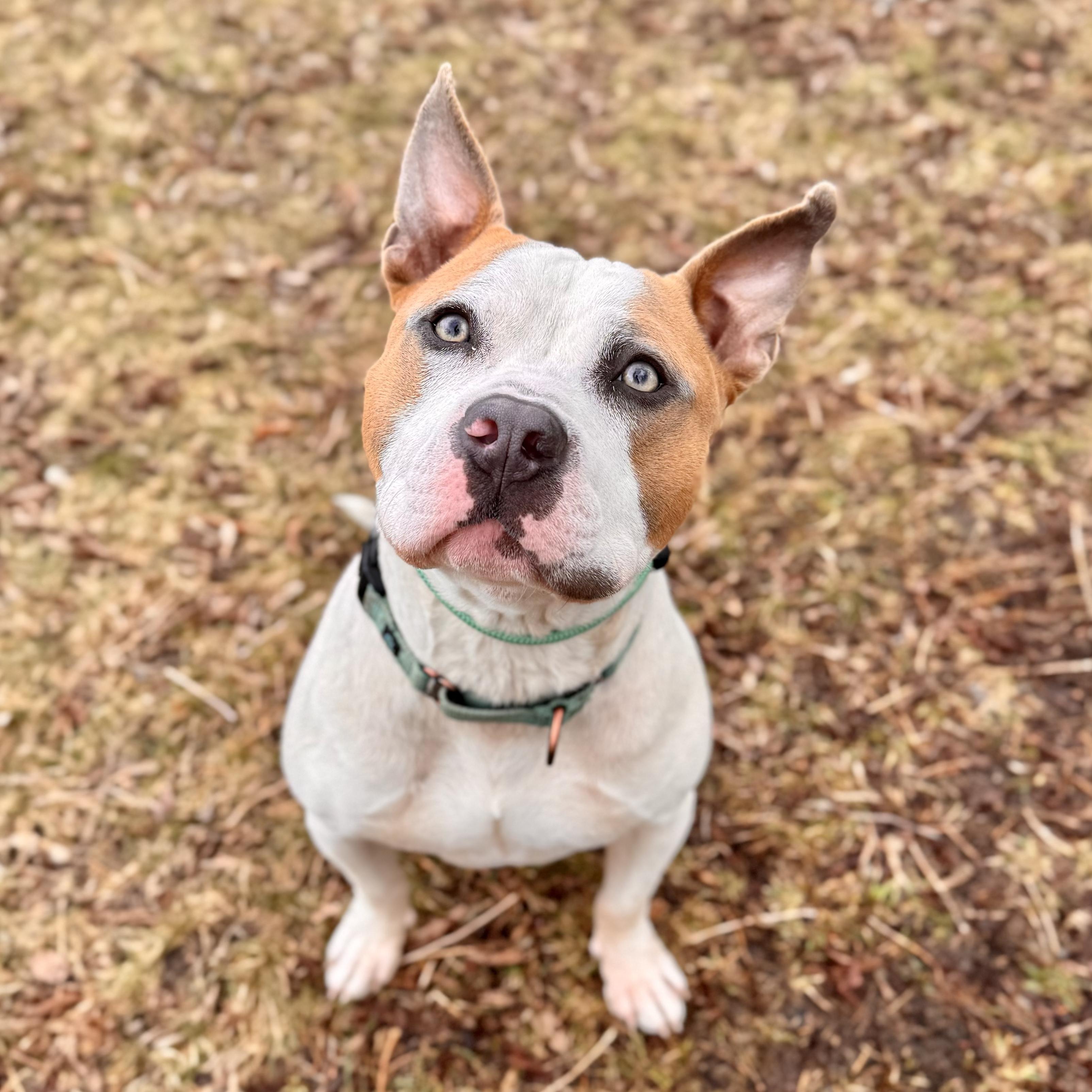Nautical, ADOPTABLE, Adult Male Mixed Breed.