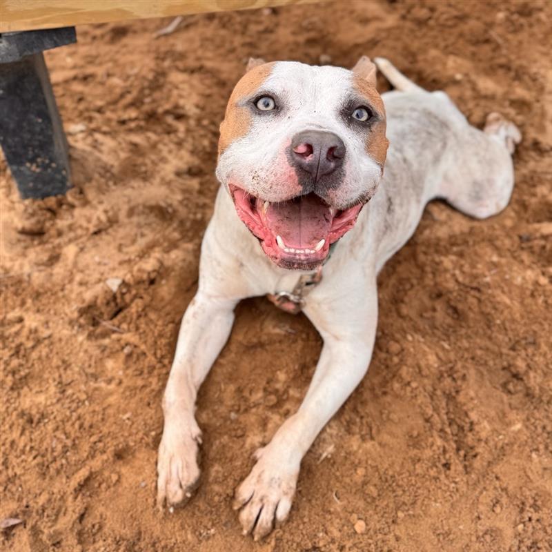 Enlarge Nautical, a ADOPTABLE Mixed Breed in Midland, MI image 2/6