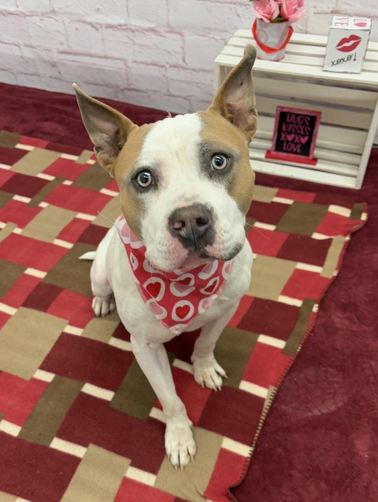 Enlarge Nautical, a ADOPTABLE Mixed Breed in Midland, MI image 2/4