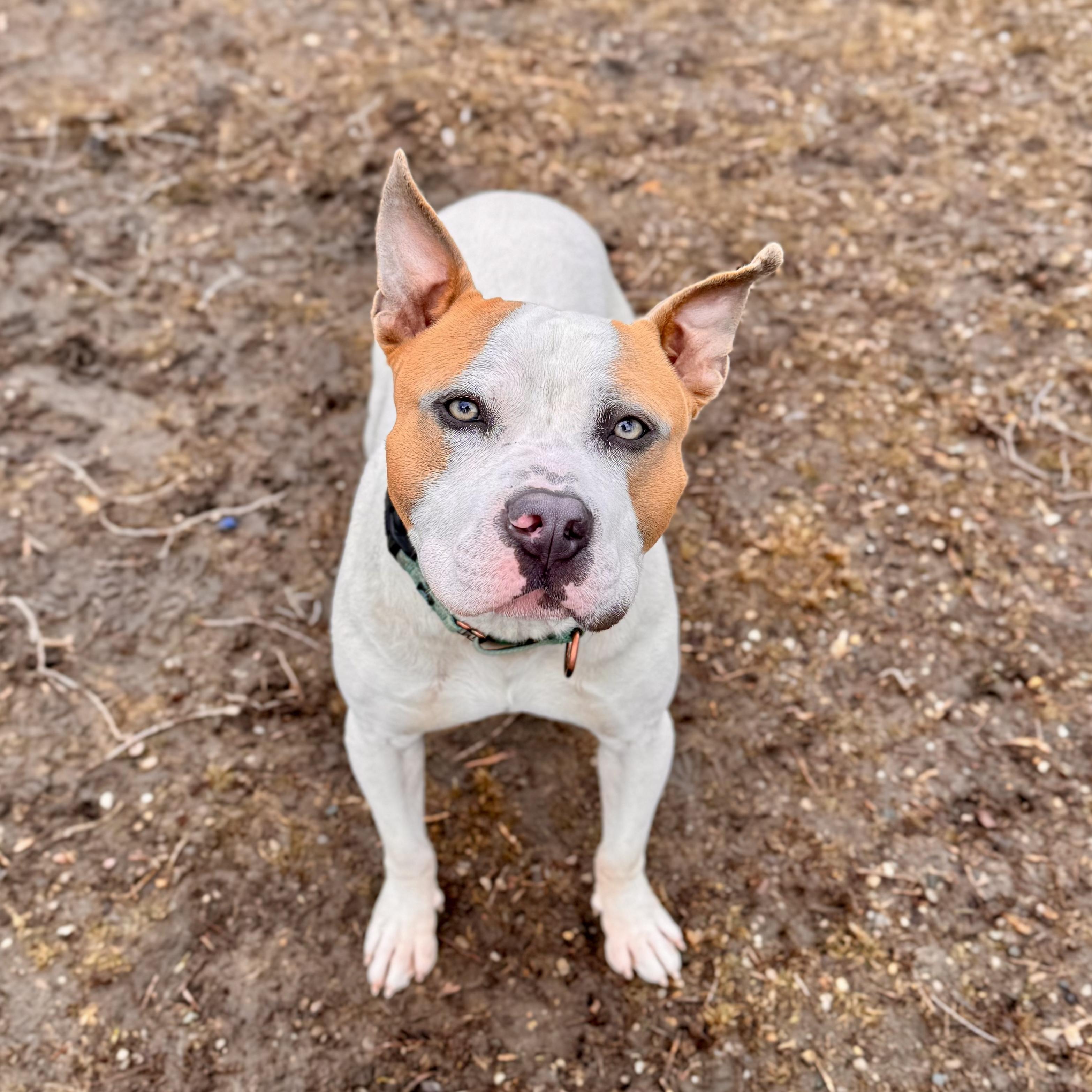Enlarge Nautical, a ADOPTABLE Mixed Breed in Midland, MI image 6/6