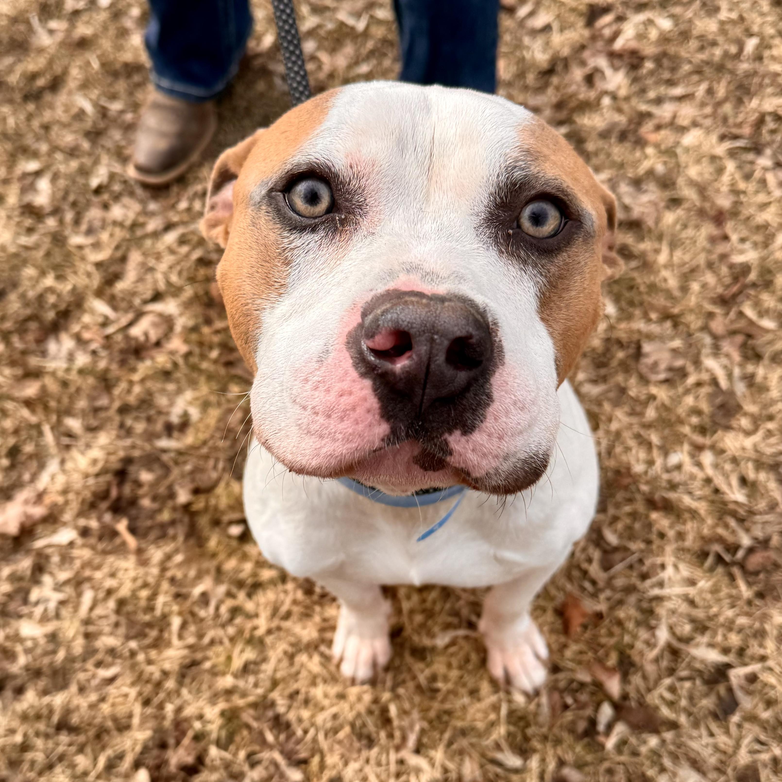 Nautical, ADOPTABLE, Adult Male Mixed Breed.
