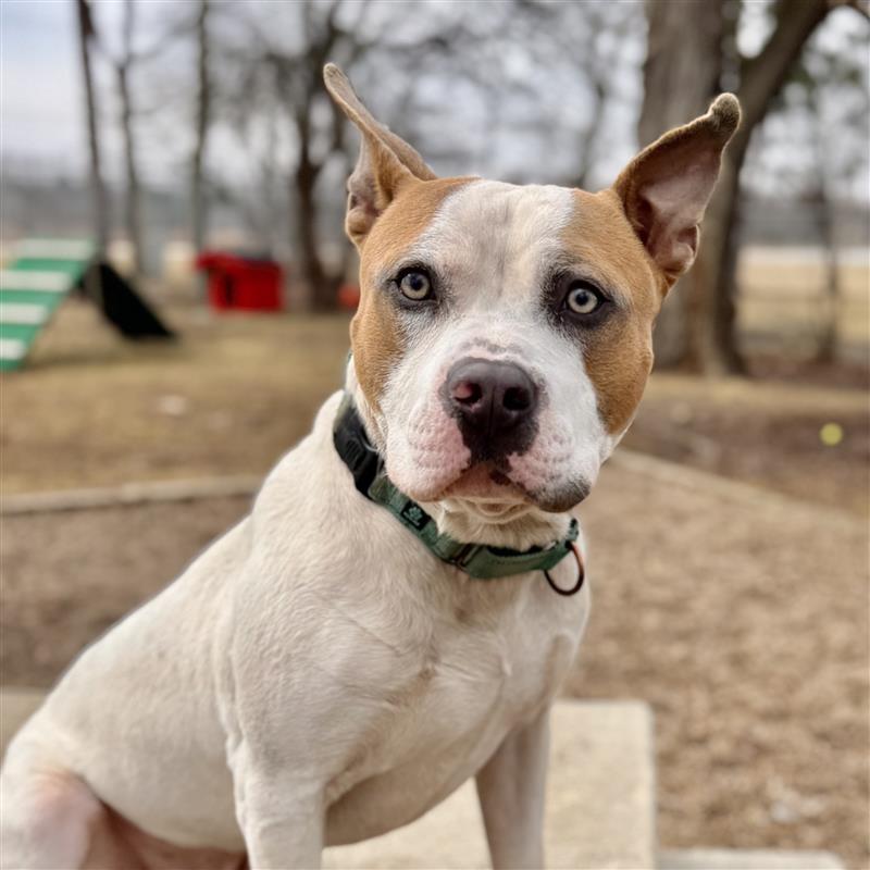 Enlarge Nautical, a ADOPTABLE Mixed Breed in Midland, MI image 5/6