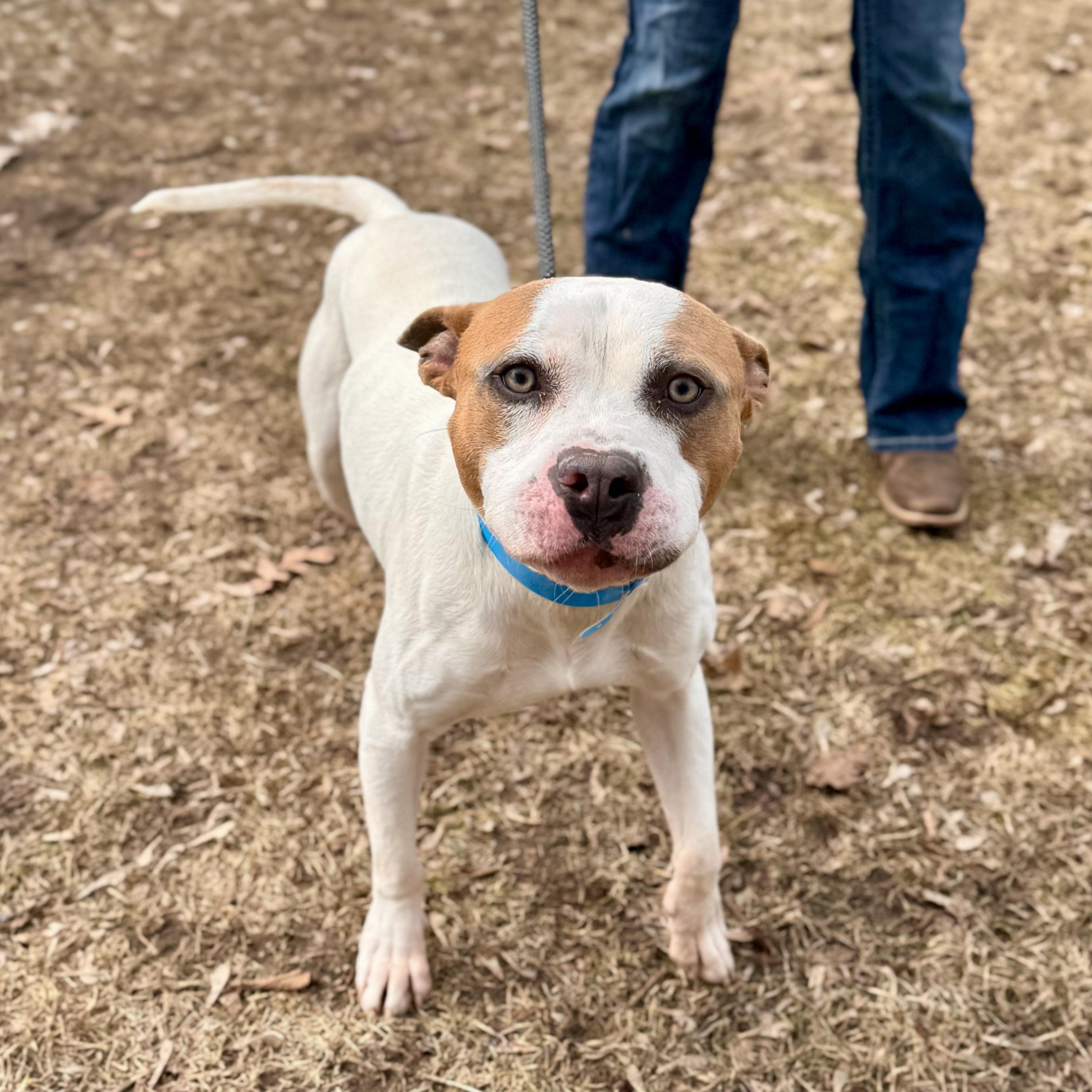 Enlarge Nautical, a ADOPTABLE Mixed Breed in Midland, MI image 3/4