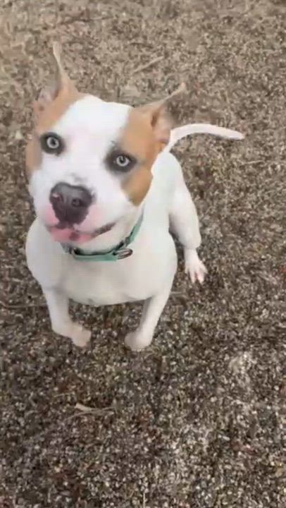 Enlarge Nautical, a ADOPTABLE Mixed Breed in Midland, MI video 4/6