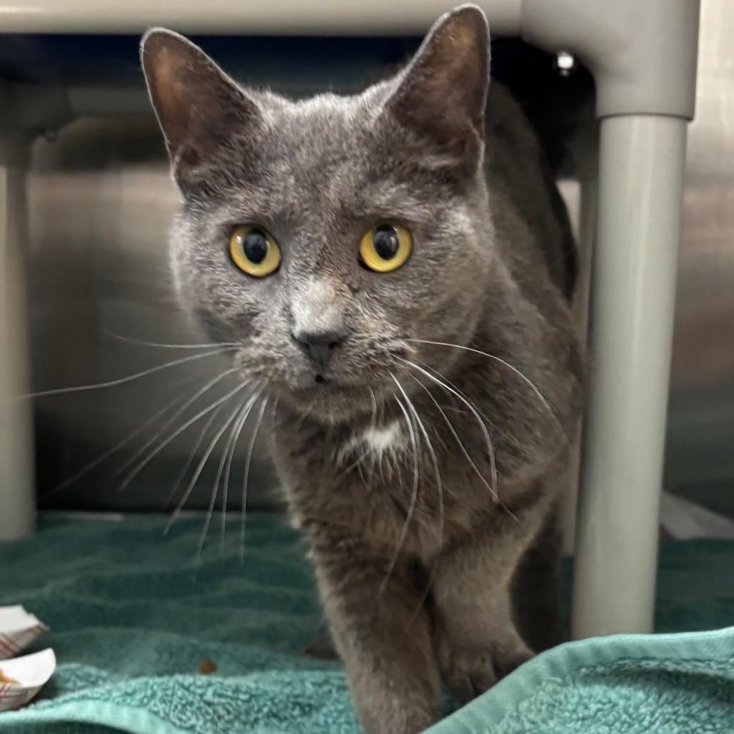 Bunny, Adoptable, Adult Female Domestic Short Hair.