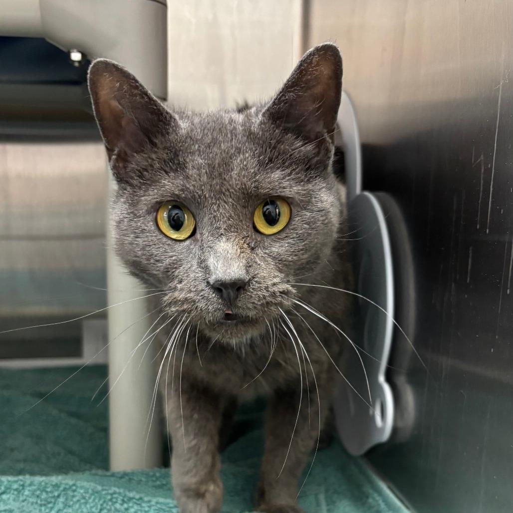 Bunny, a Adoptable Domestic Short Hair in Philadelphia, PA image 2/6
