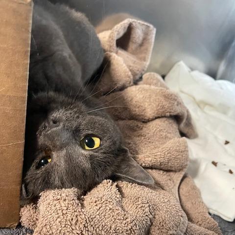 Bunny, a Adoptable Domestic Short Hair in Philadelphia, PA image 3/6