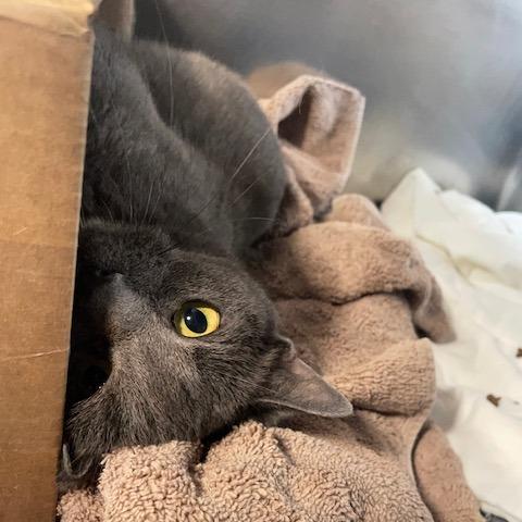 Bunny, a Adoptable Domestic Short Hair in Philadelphia, PA image 4/6