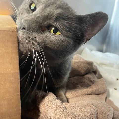 Bunny, a Adoptable Domestic Short Hair in Philadelphia, PA image 5/6