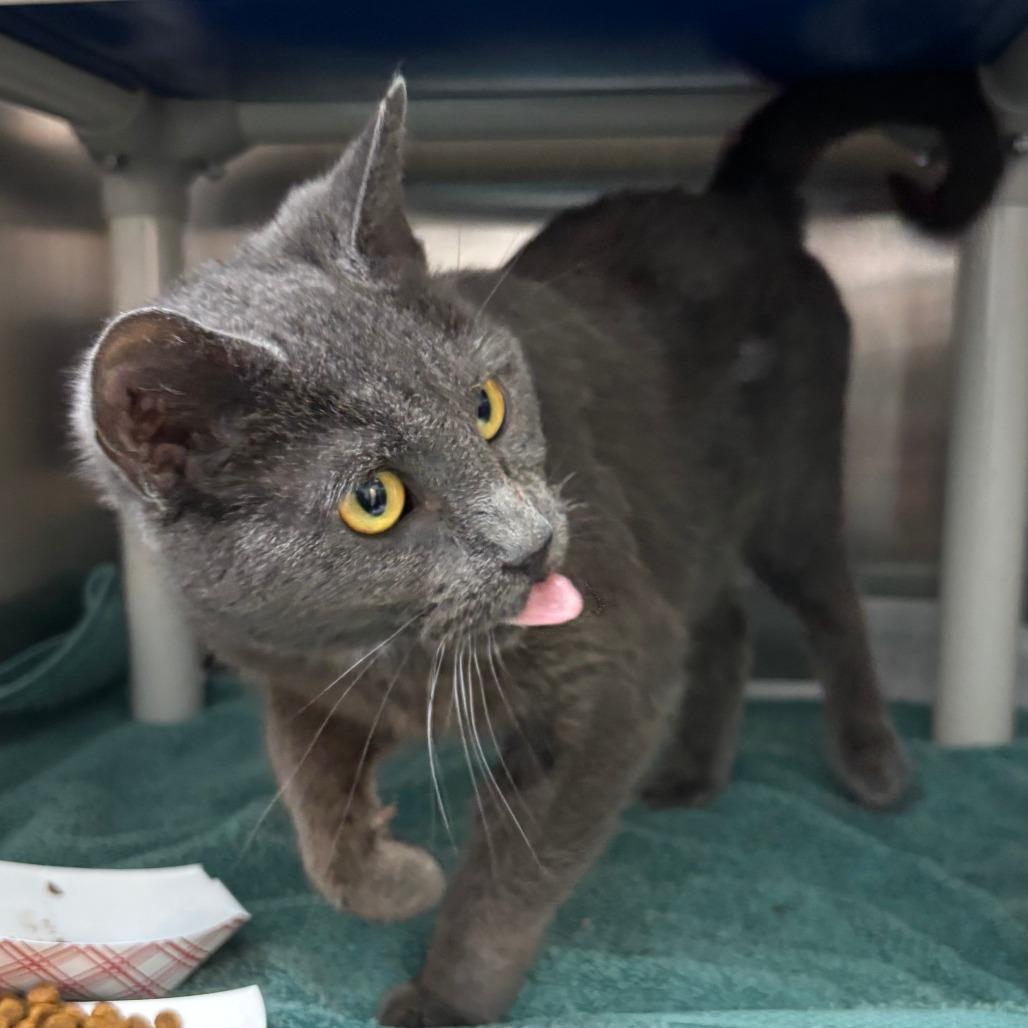 Bunny, a Adoptable Domestic Short Hair in Philadelphia, PA image 6/6