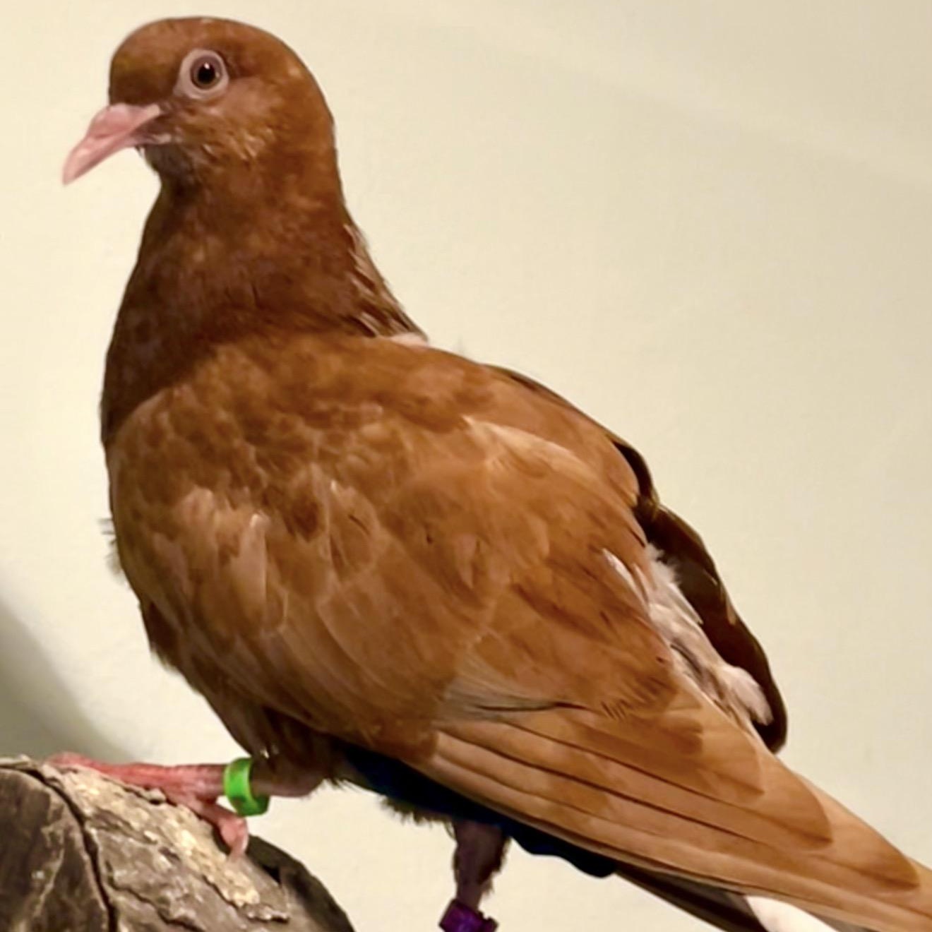 Enlarge Rowen, a Adopted Pigeon in Chicago, IL image 2/4