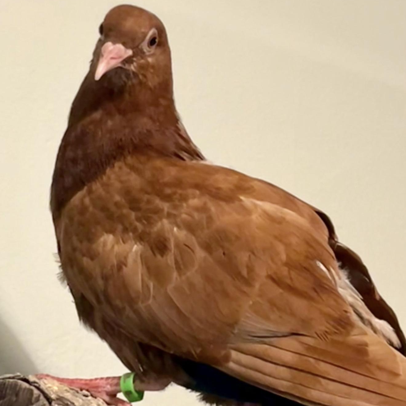Rowen, Adopted, Adult Male Pigeon.