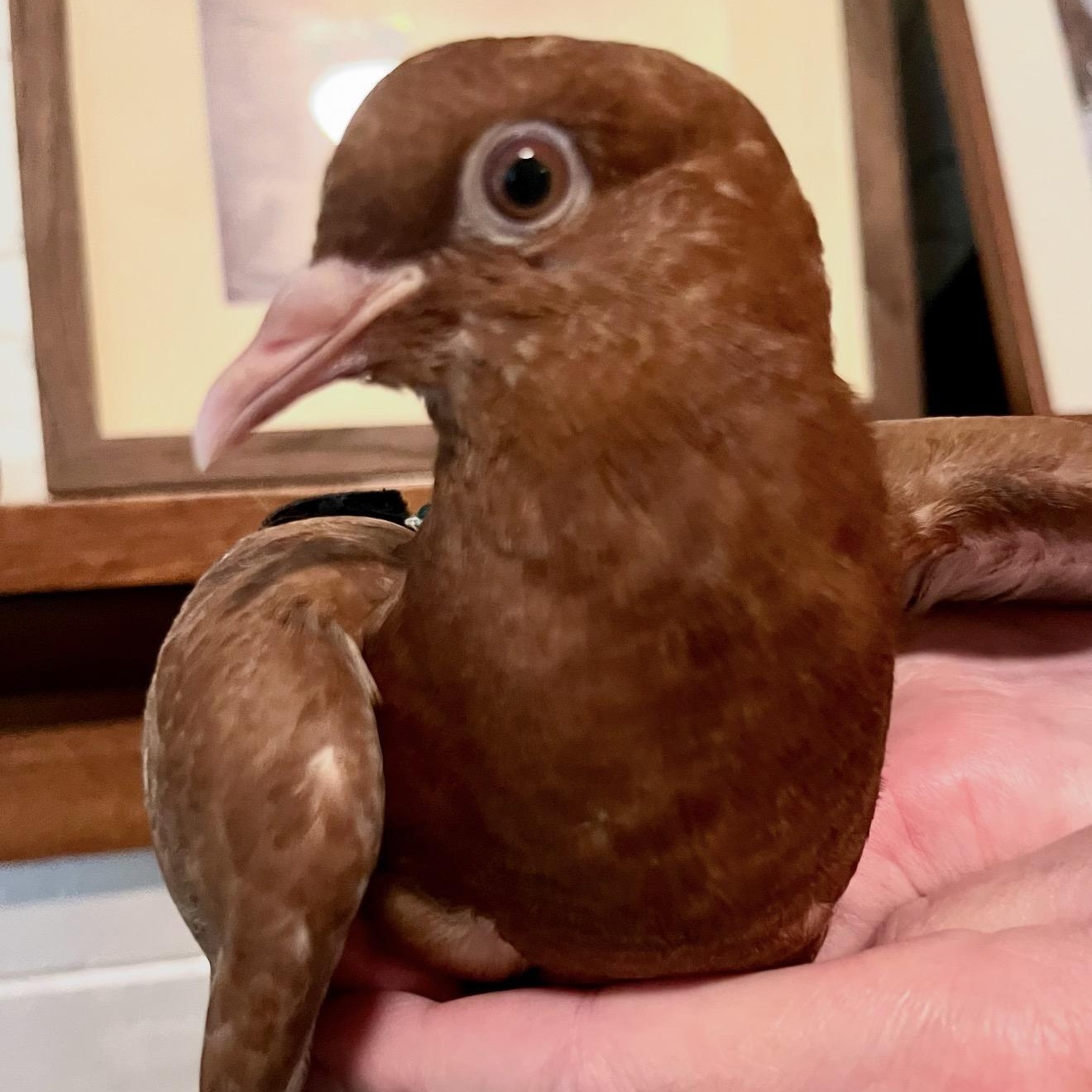 Enlarge Rowen, a Adopted Pigeon in Chicago, IL image 4/4