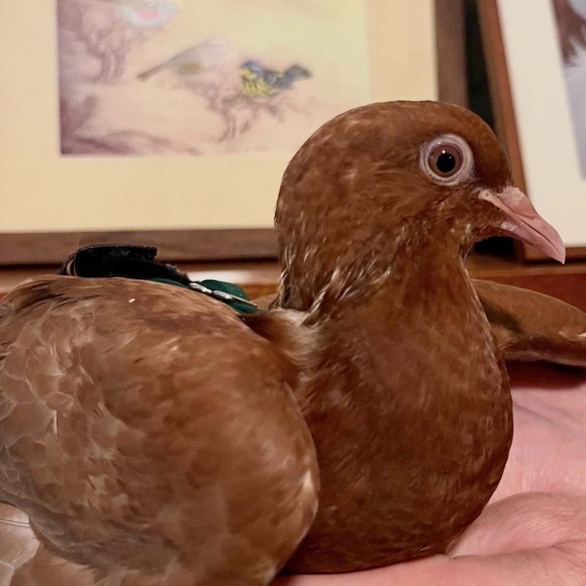 Enlarge Rowen, a Adopted Pigeon in Chicago, IL image 3/4