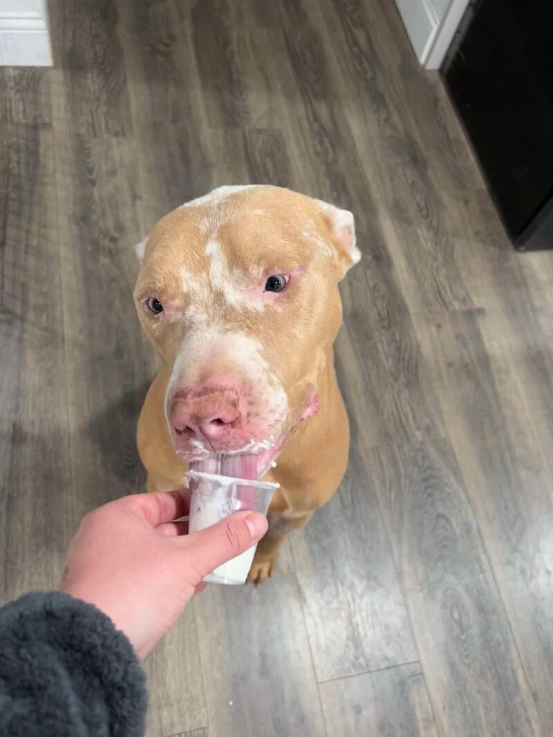 Dreamer, a Adoptable Pit Bull Terrier in Windsor, CO image 2/6