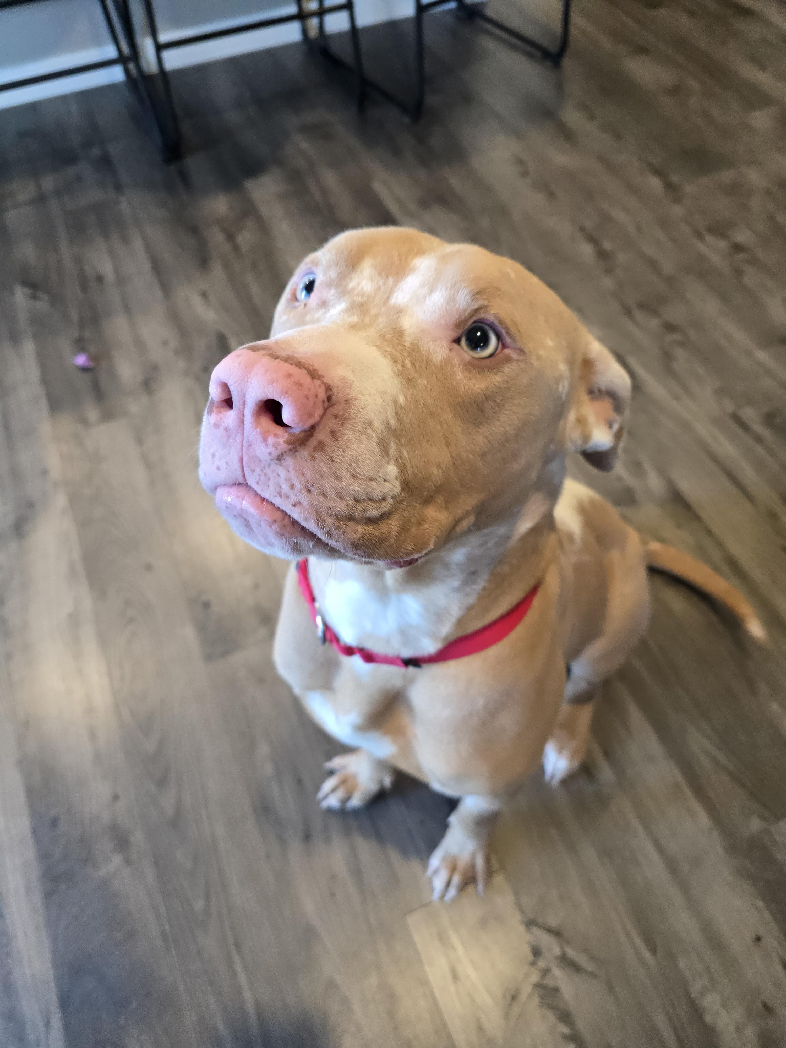 Dreamer, a Adoptable Pit Bull Terrier in Windsor, CO image 3/6