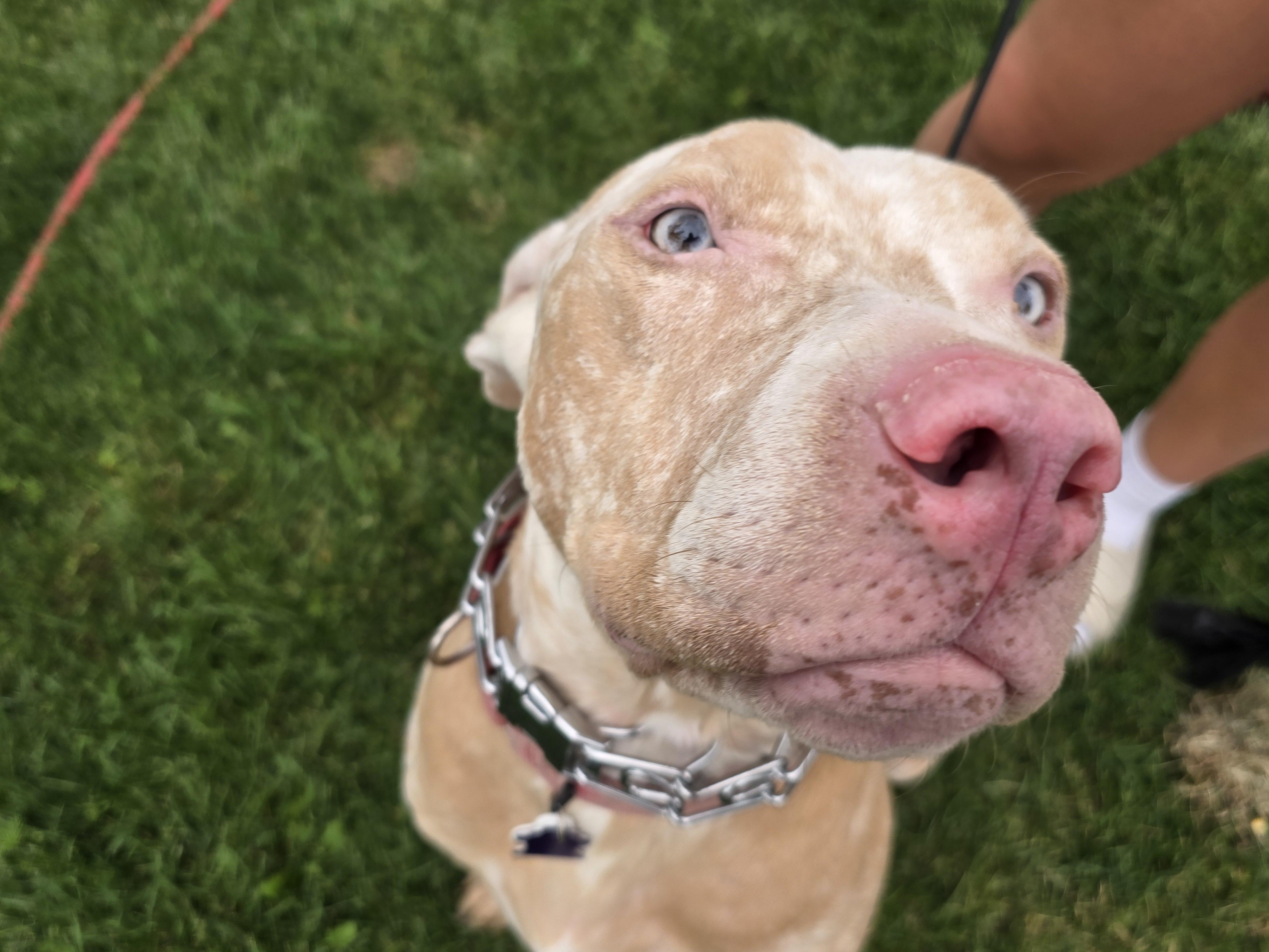 Dreamer, a Adoptable Pit Bull Terrier in Windsor, CO image 4/6