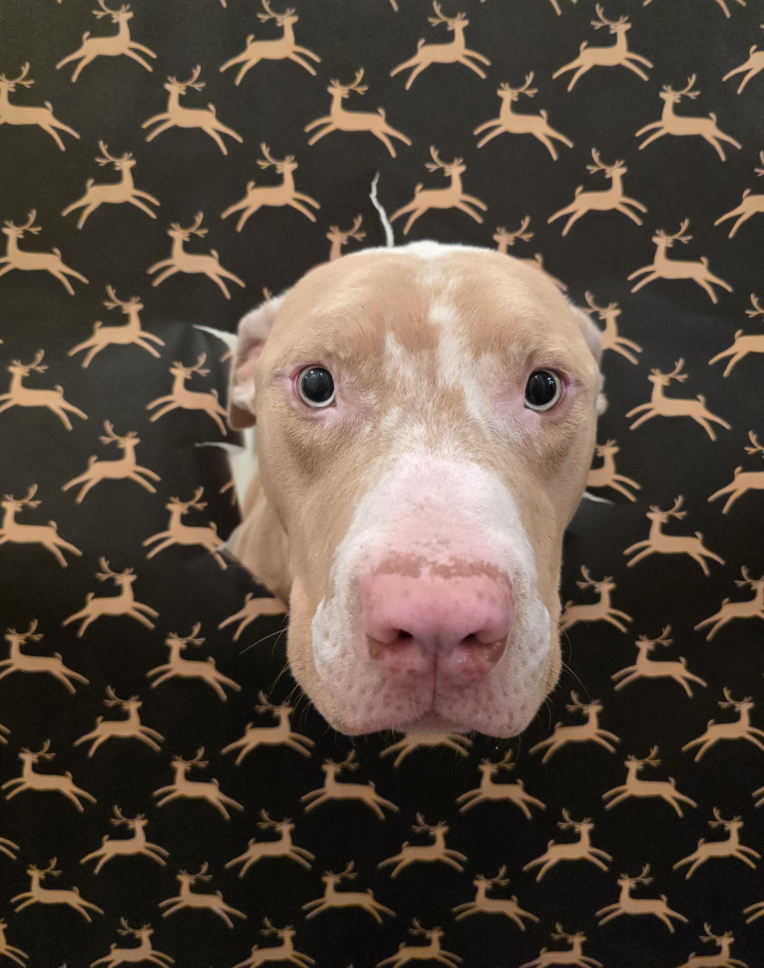 Dreamer, a Adoptable Pit Bull Terrier in Windsor, CO image 5/6