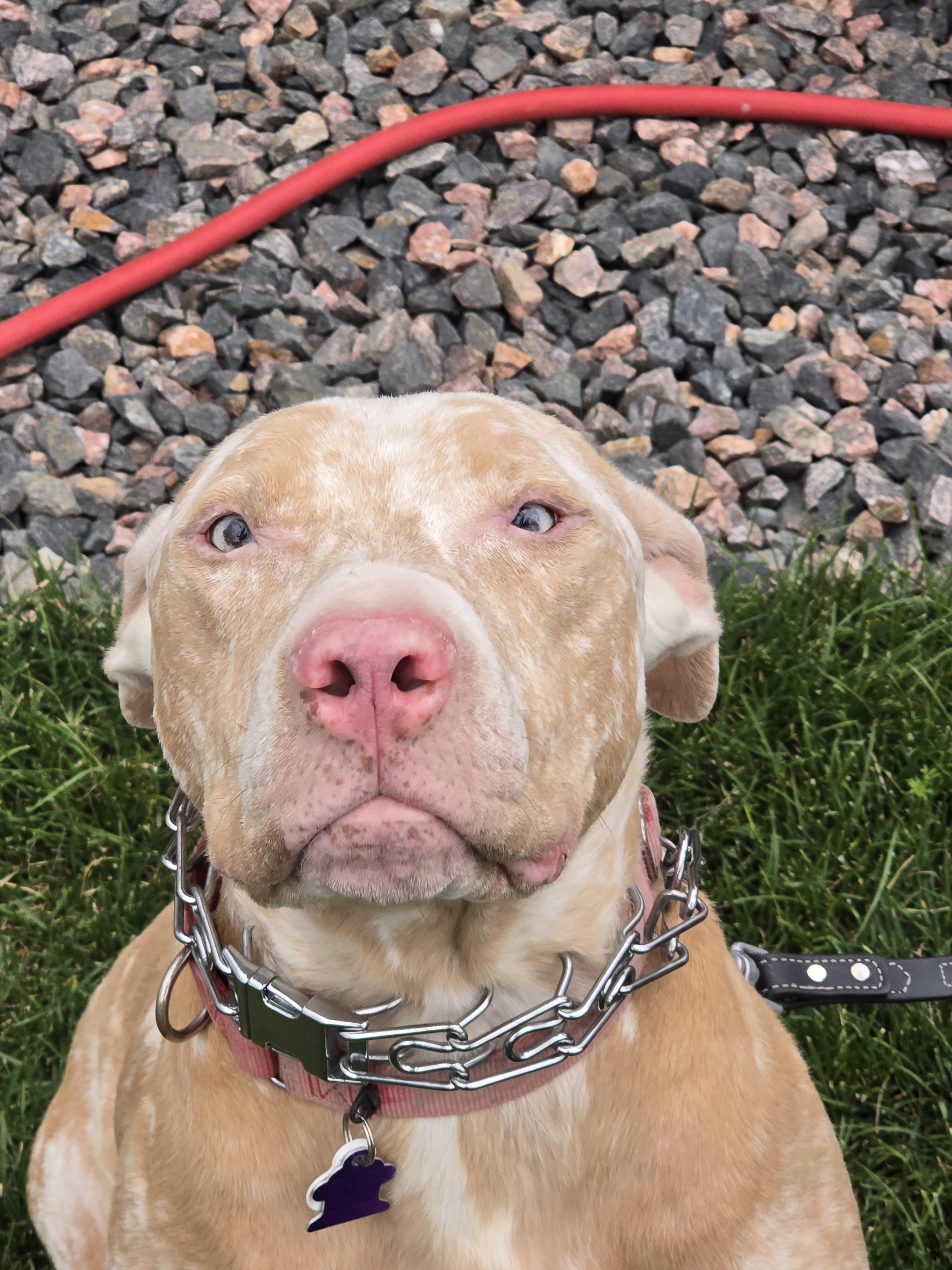 Dreamer, a Adoptable Pit Bull Terrier in Windsor, CO image 6/6