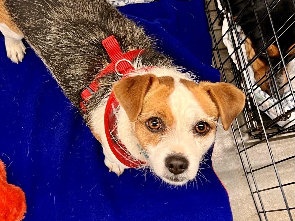 Enlarge Panda, a Adoptable Terrier in Lee's Summit, MO image 1/3