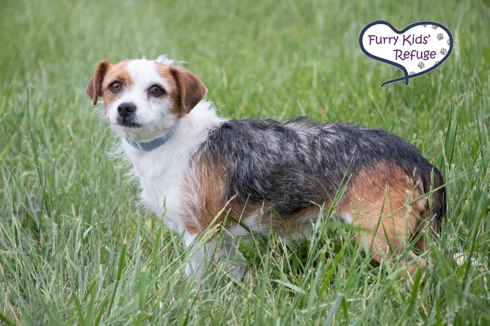 Enlarge Panda, a Adoptable Terrier in Lee's Summit, MO image 2/3