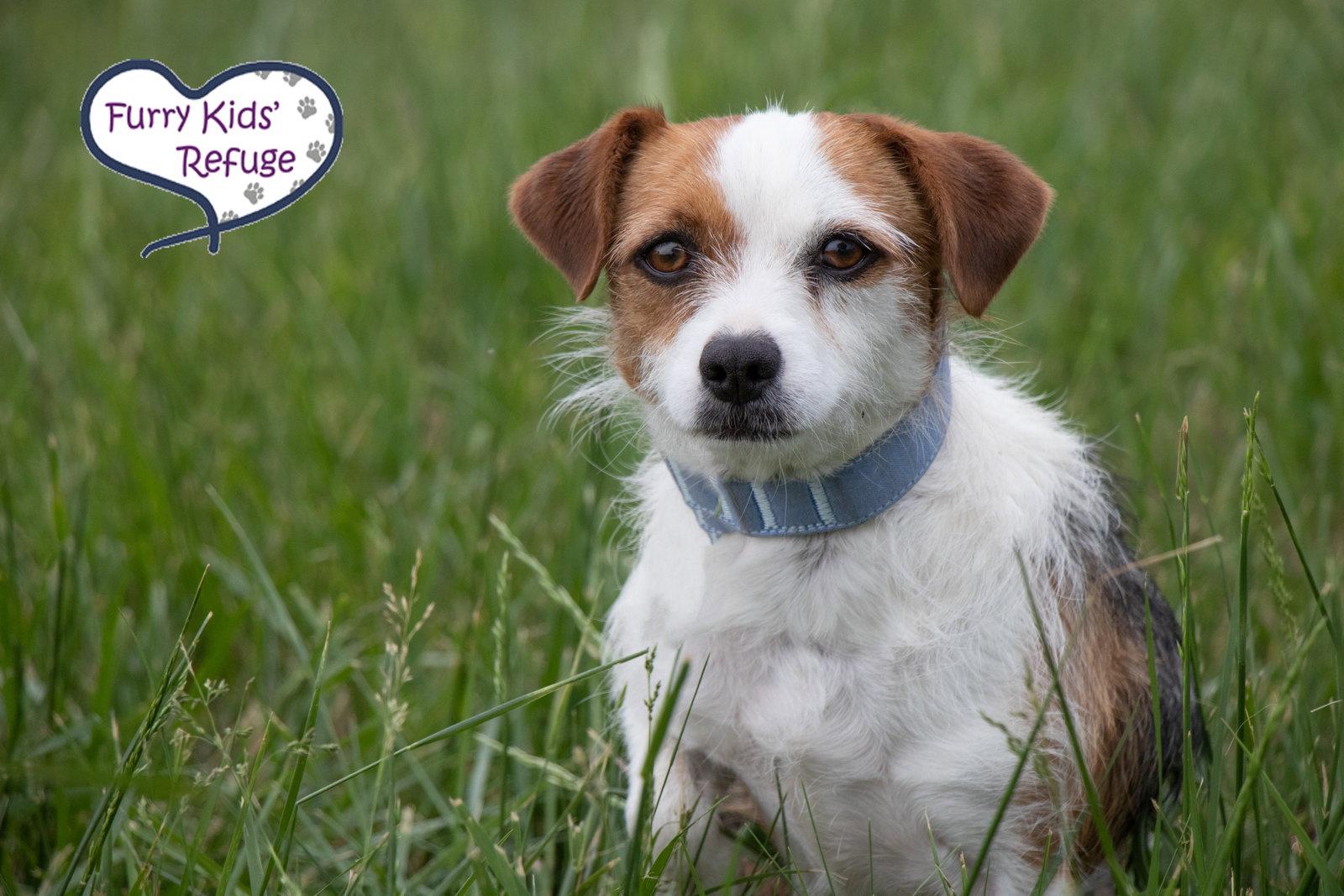 Enlarge Panda, a Adoptable Terrier in Lee's Summit, MO image 3/3