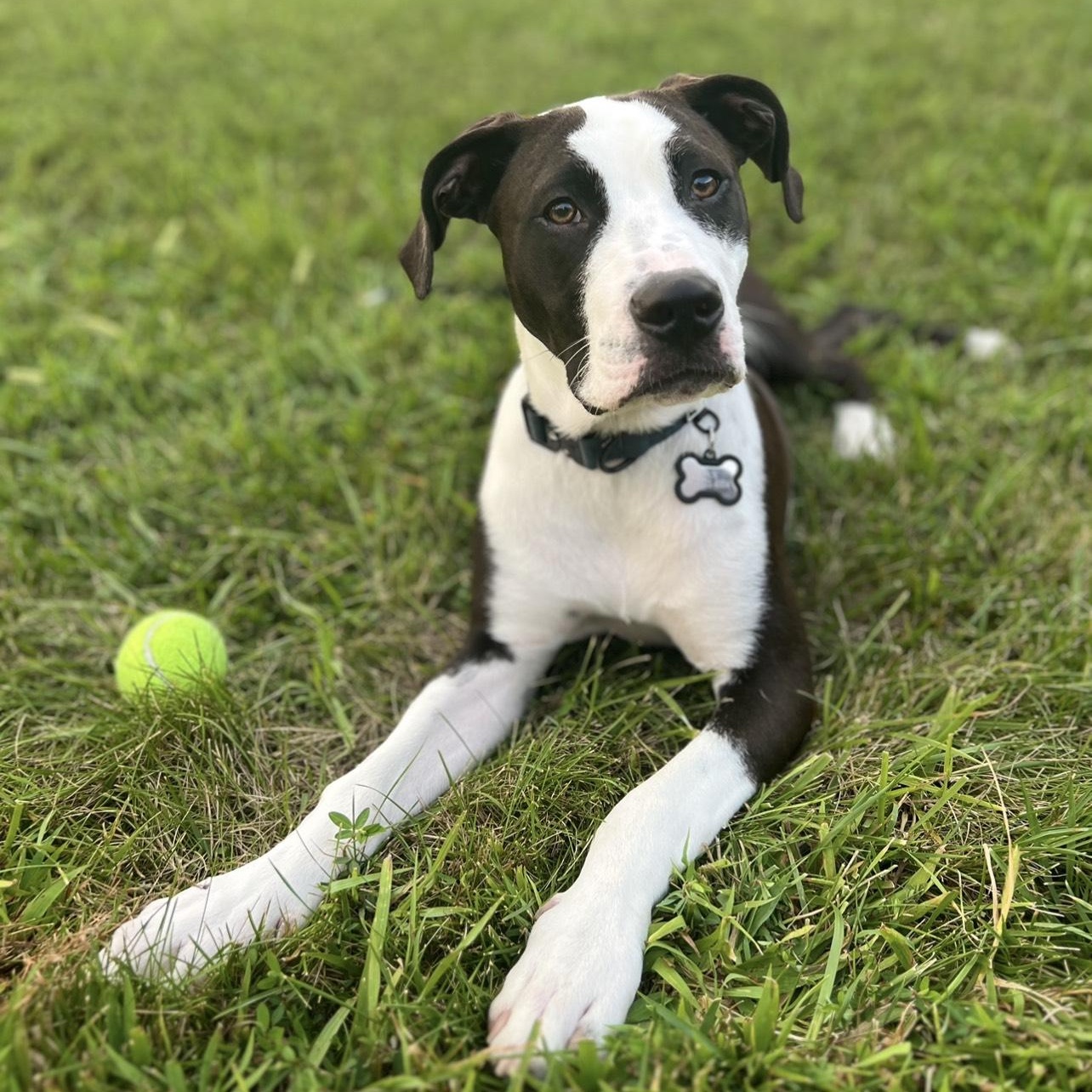 Enlarge Jax, a Adoptable mixed breed in Columbia, MO image 6/6