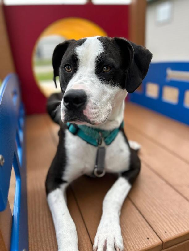 Enlarge Jax, a Adoptable mixed breed in Columbia, MO image 1/6