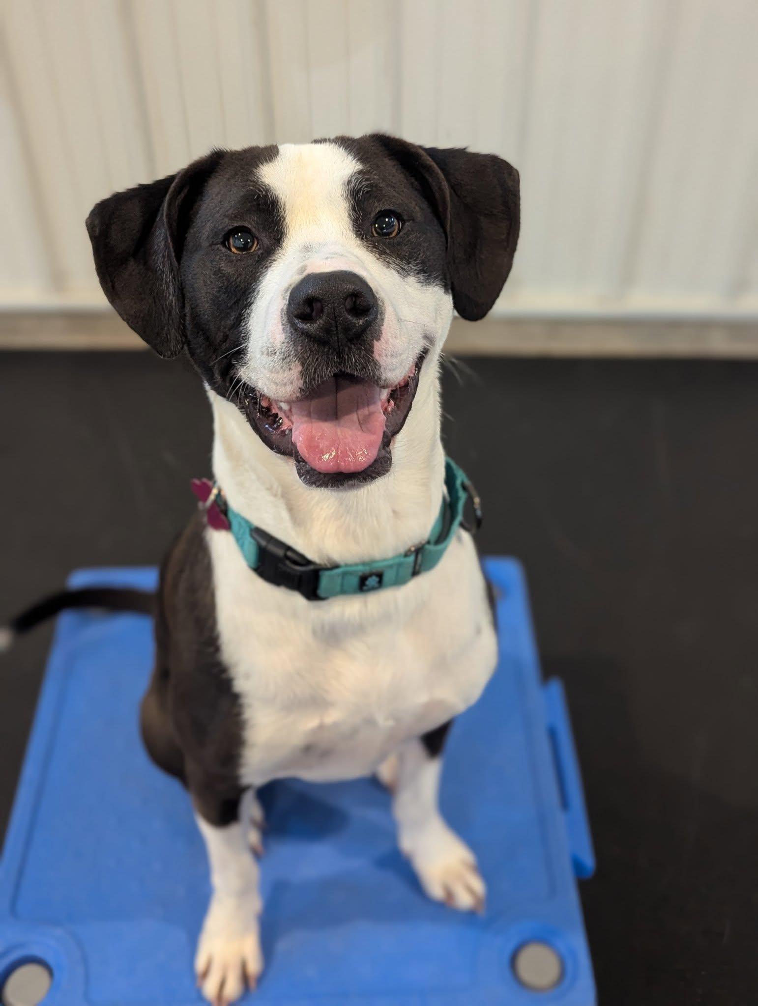 Enlarge Jax, a Adoptable mixed breed in Columbia, MO image 4/6