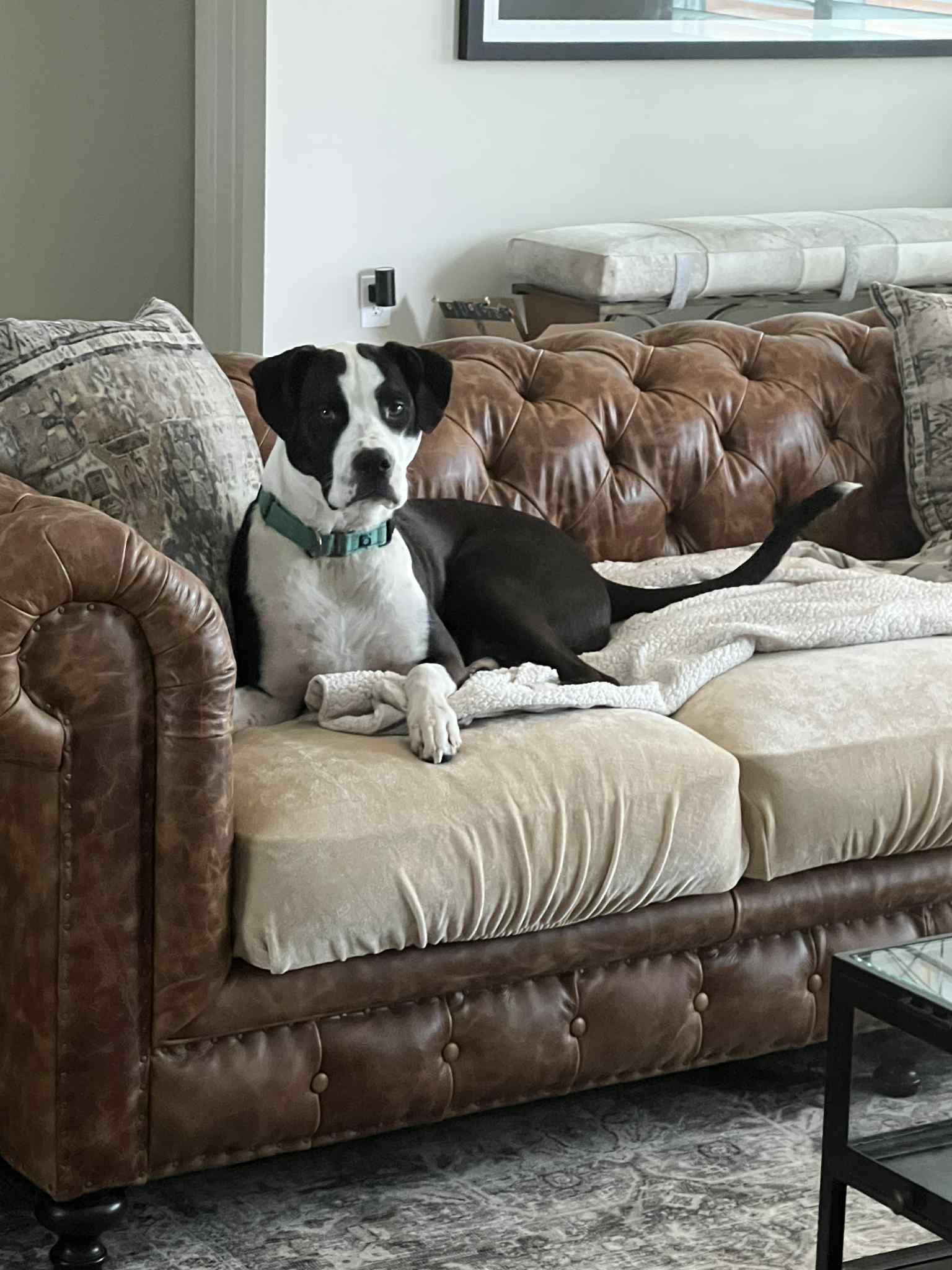 Enlarge Jax, a Adoptable mixed breed in Columbia, MO image 4/6