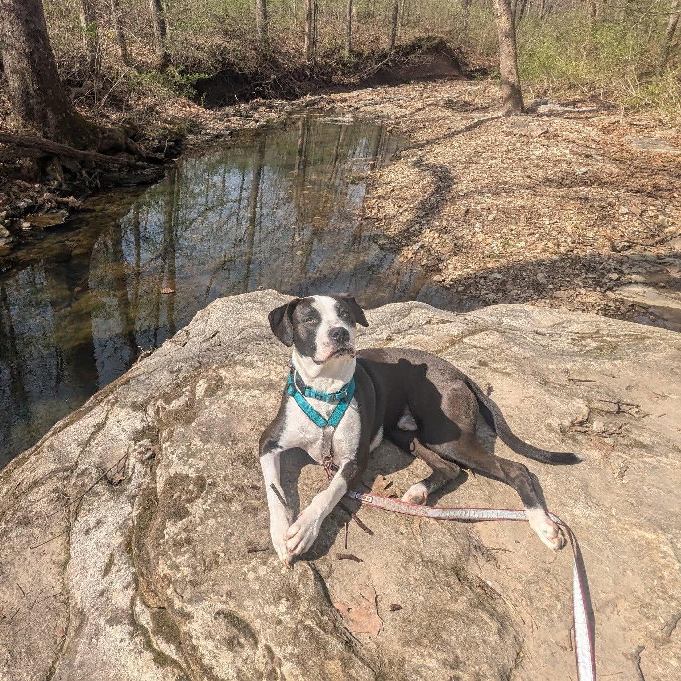 Enlarge Jax, a Adoptable mixed breed in Columbia, MO image 5/6