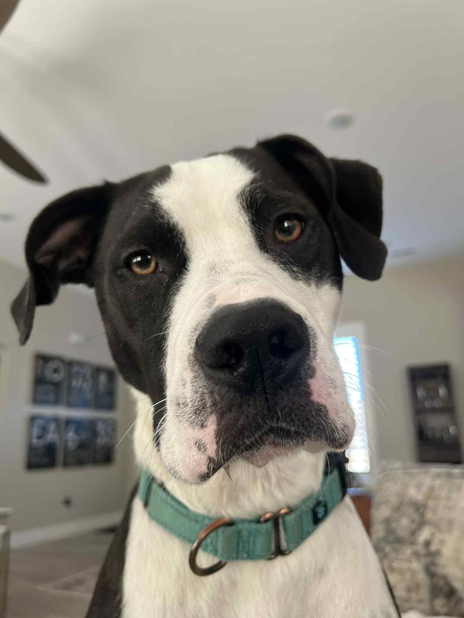 Enlarge Jax, a Adoptable mixed breed in Columbia, MO image 1/6