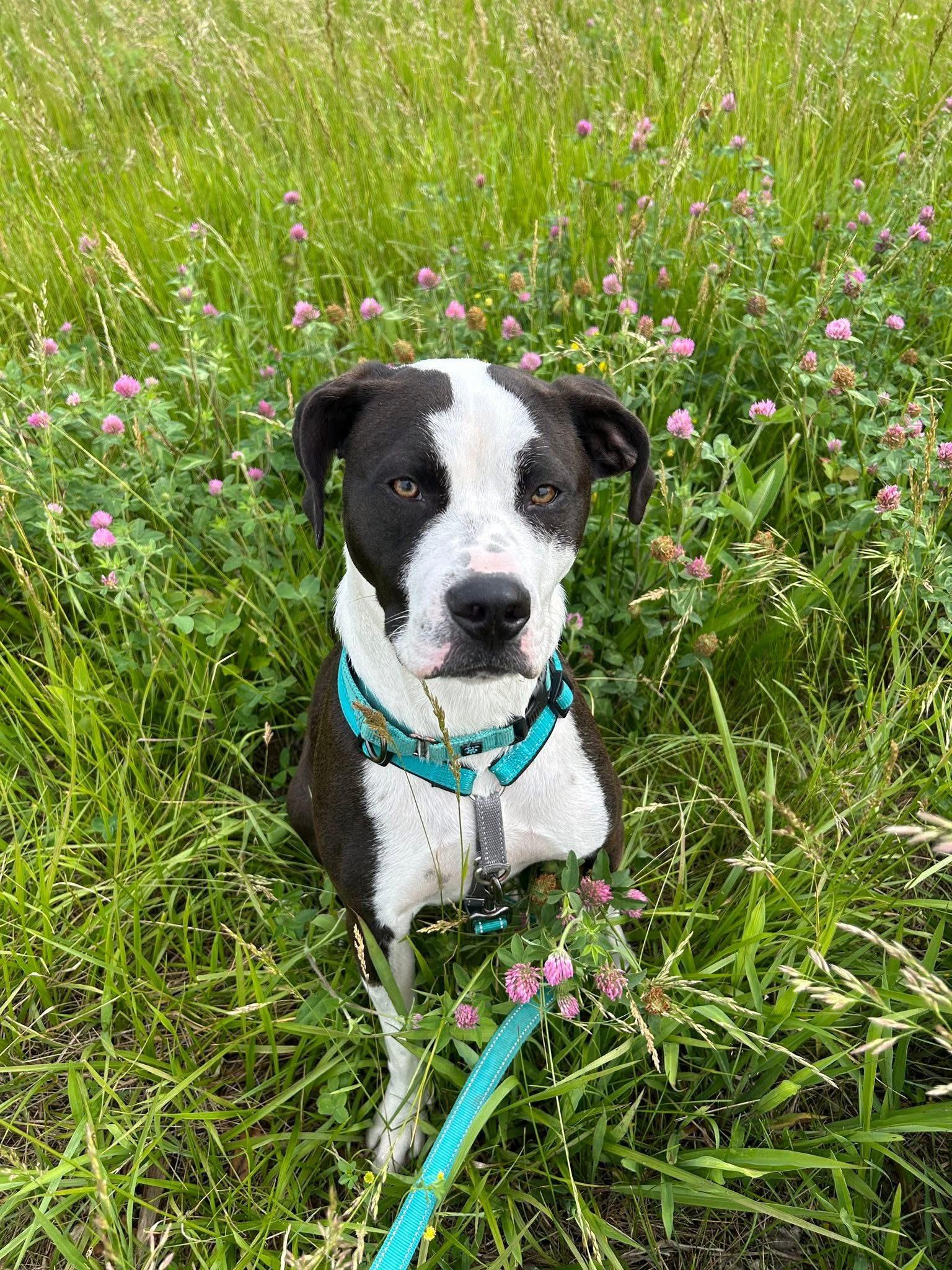 Enlarge Jax, a Adoptable mixed breed in Columbia, MO image 3/6
