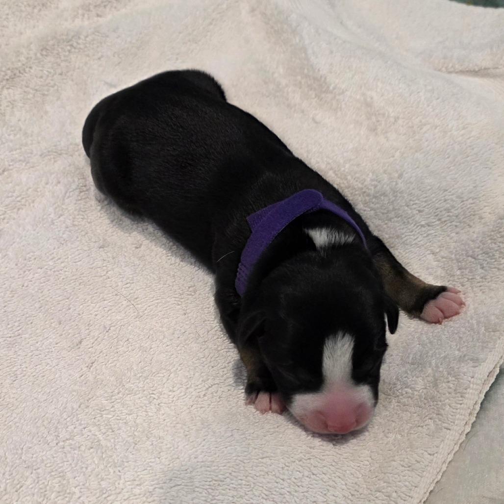 Enlarge Puppy 7, a Adoptable mixed breed in Chandler, AZ image 1/1