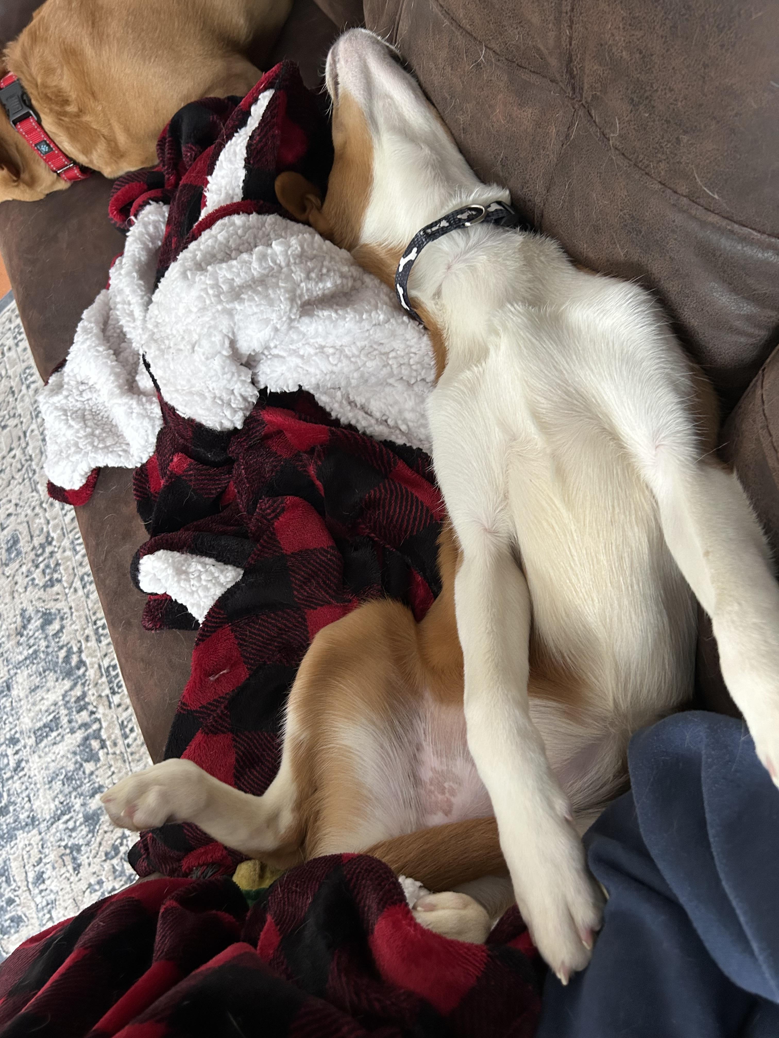 Enlarge Aspen-LOCAL and HOUSETRAINED, a Adoptable mixed breed in Willington, CT image 4/6