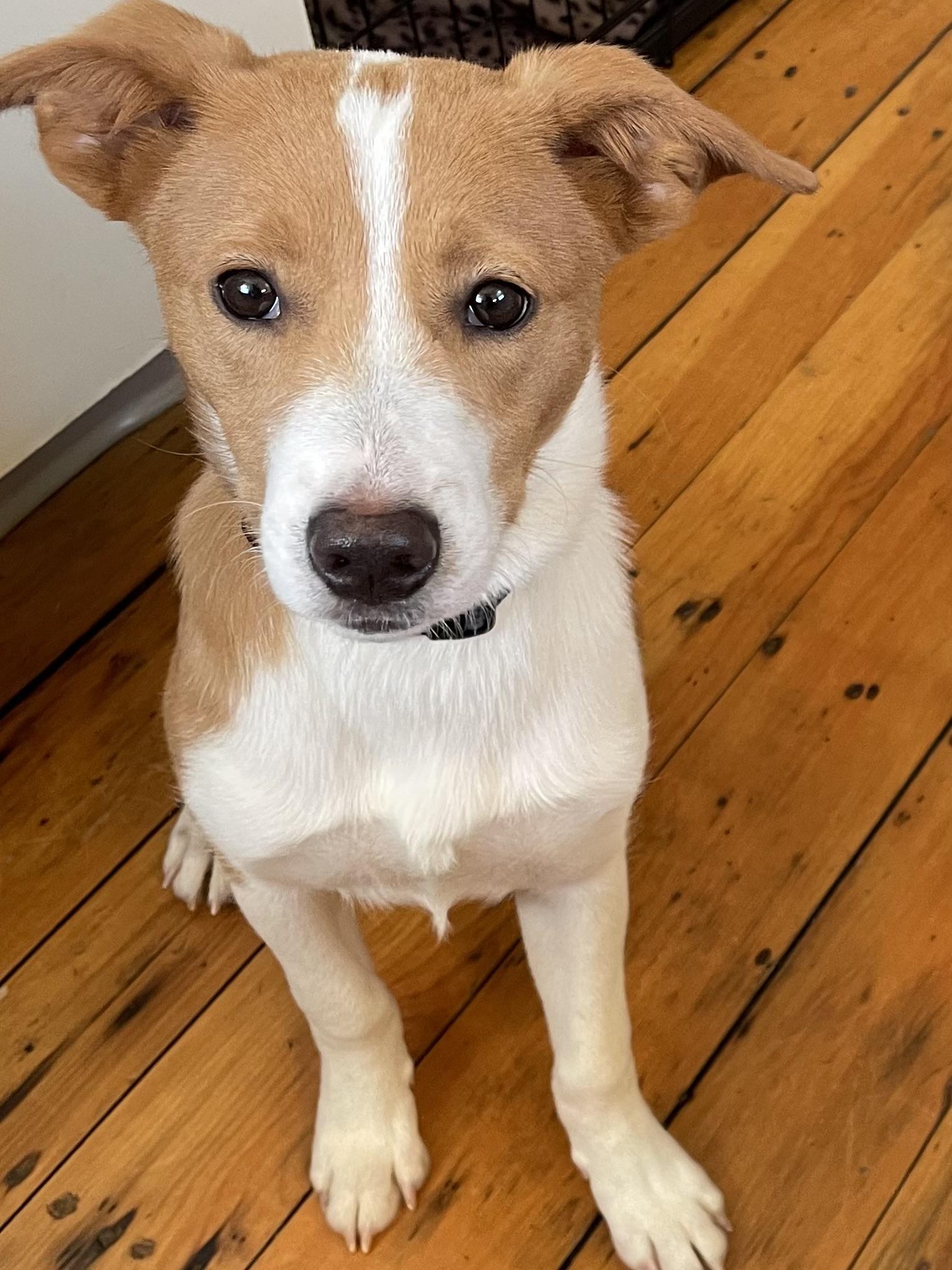 Enlarge Aspen-LOCAL and HOUSETRAINED, a Adoptable mixed breed in Willington, CT image 2/6