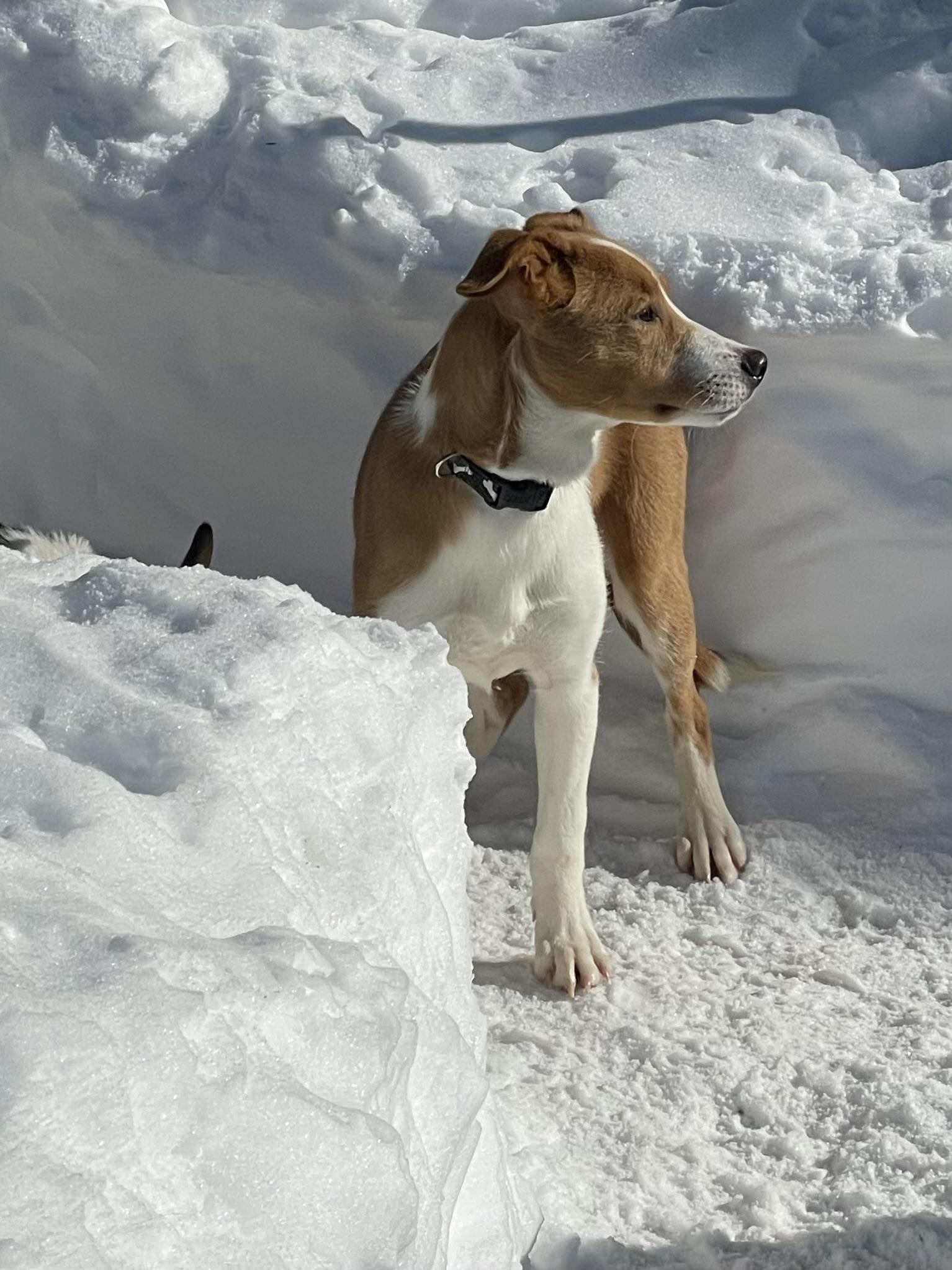 Enlarge Aspen-LOCAL and HOUSETRAINED, a Adoptable mixed breed in Willington, CT image 6/6