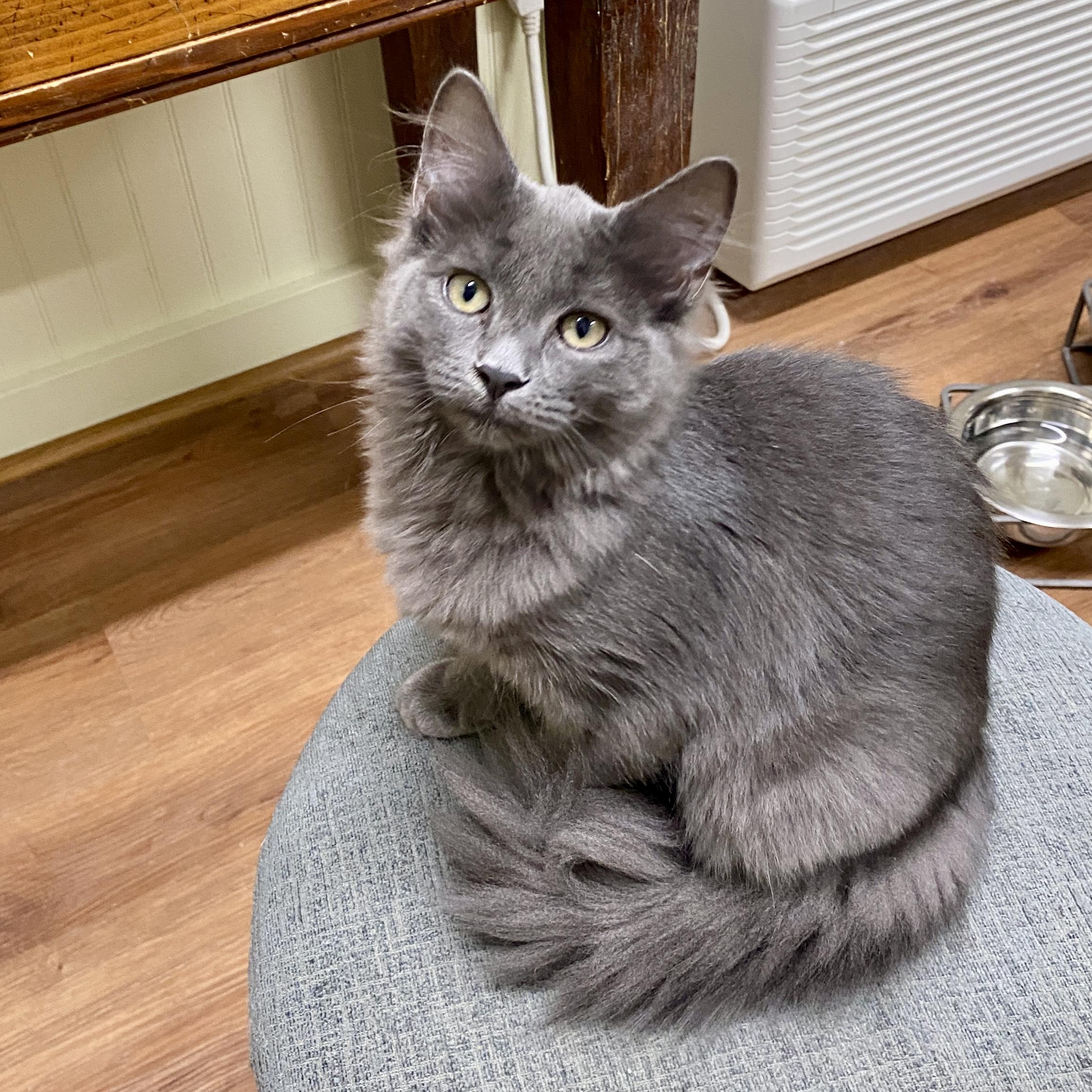 Enlarge Daisy, a Adoptable Domestic Medium Hair in Jasper, GA image 2/3