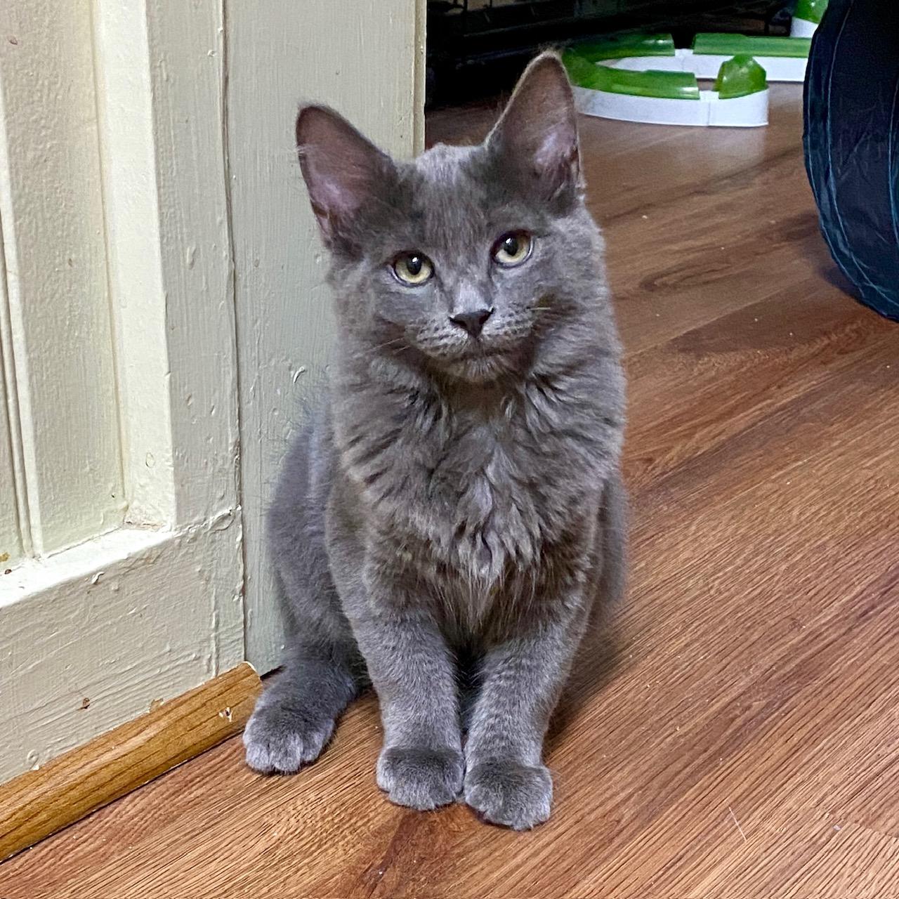Enlarge Daisy, a ADOPTABLE Domestic Medium Hair in Jasper, GA image 1/2