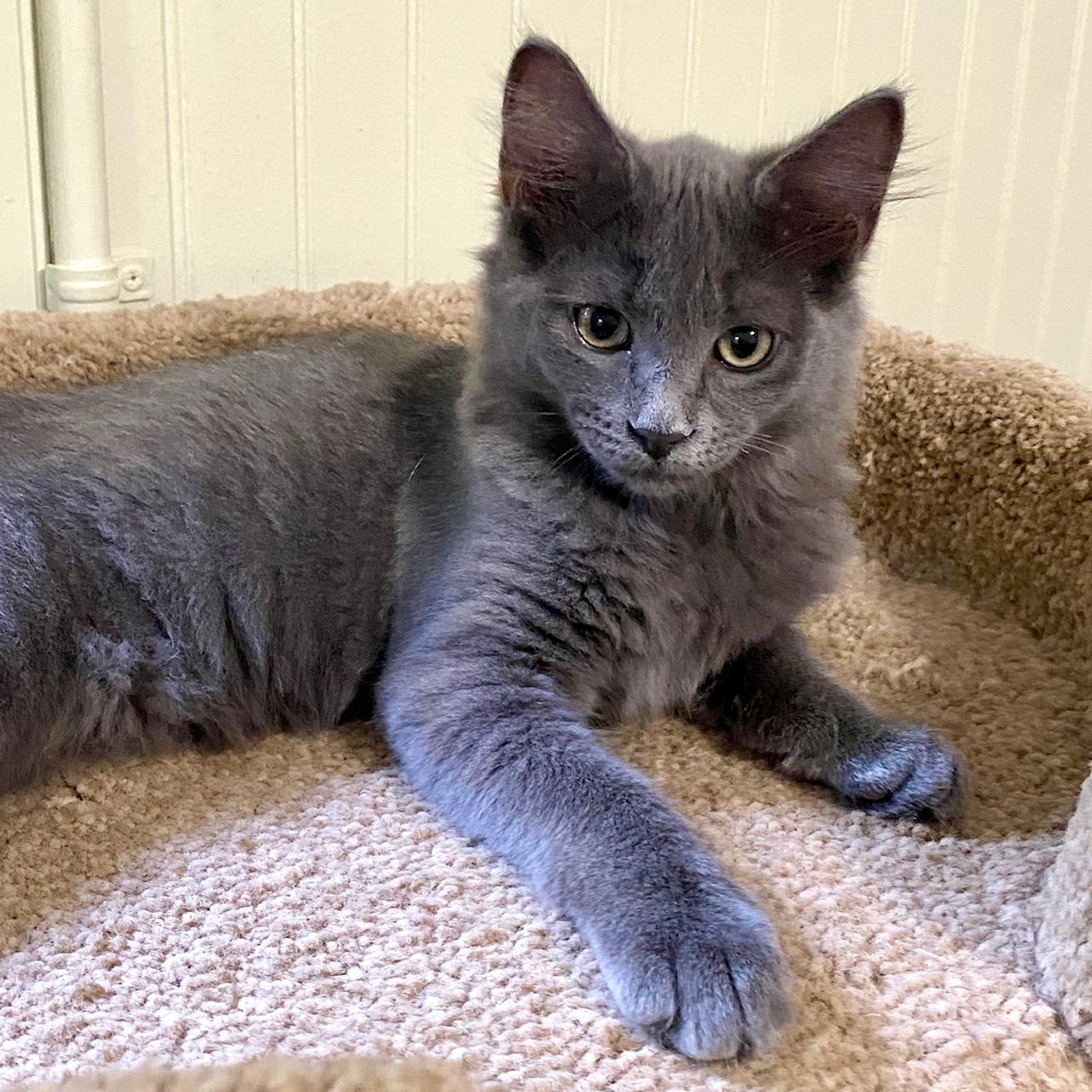 Enlarge Daisy, a ADOPTABLE Domestic Medium Hair in Jasper, GA image 2/2