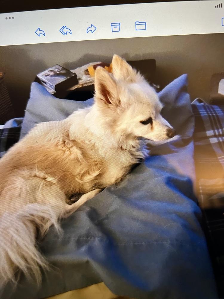 Wrigley, Adoptable, Senior Male Pomeranian & Chihuahua.