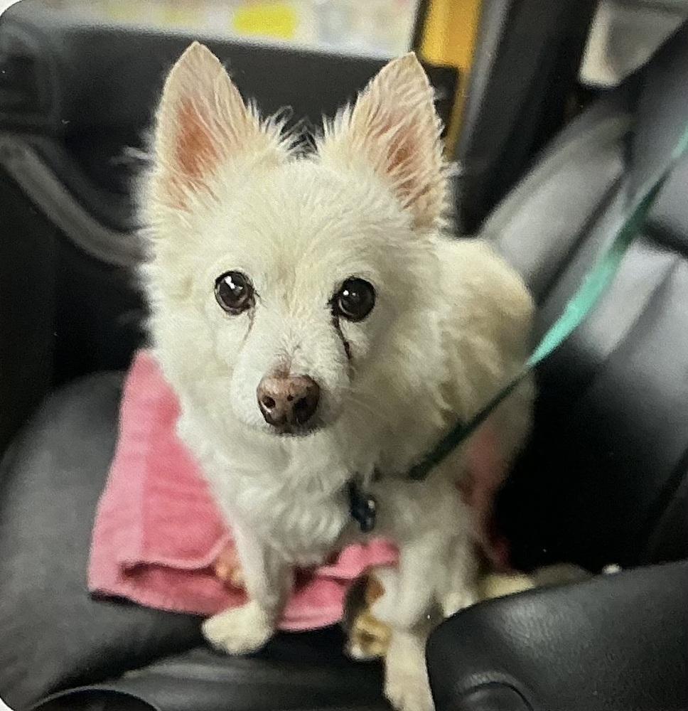 Wrigley, Adoptable, Senior Male Pomeranian & Chihuahua.