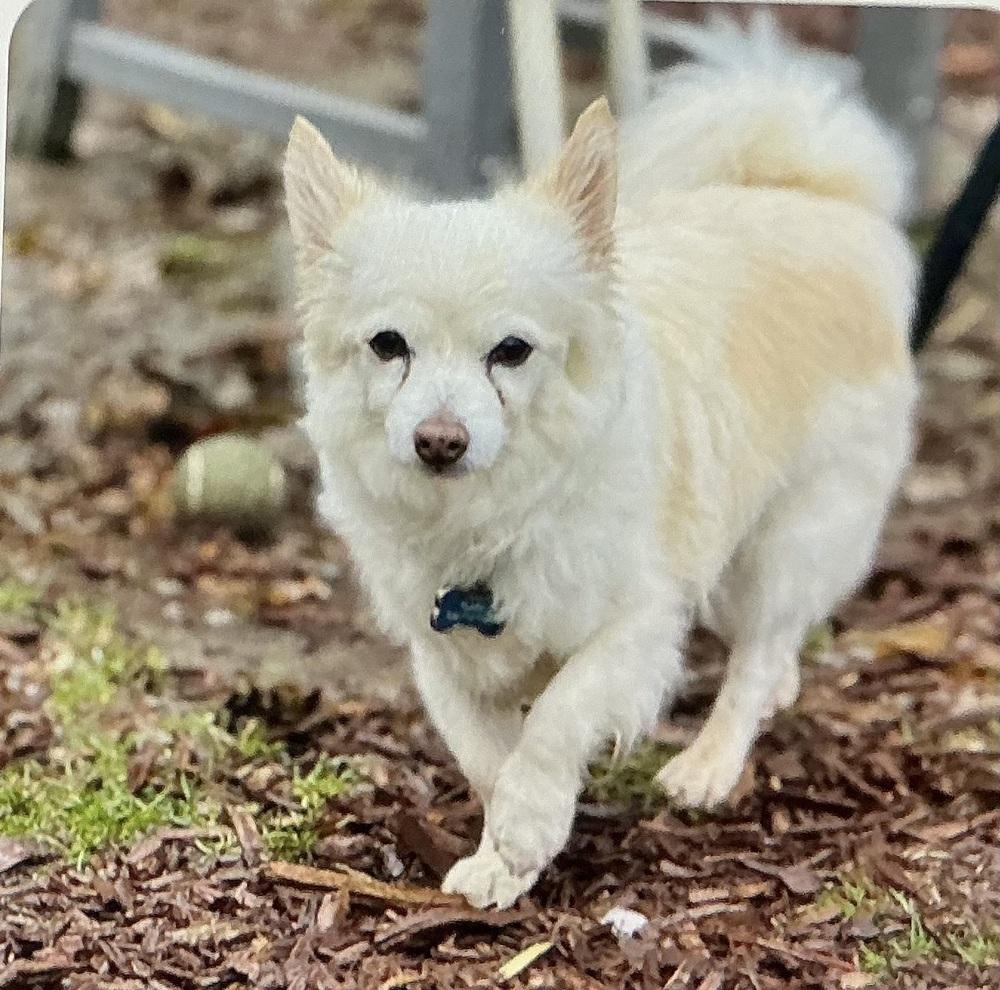 Enlarge Wrigley, a Adoptable mixed breed in LA GRANGE PARK, IL image 2/2