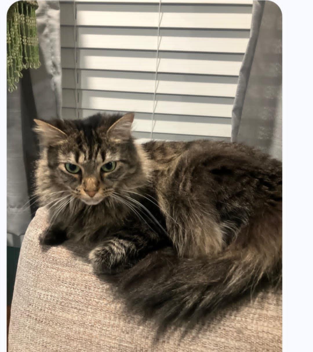 Freya (Kitty), Adopted, Young Female Tabby.