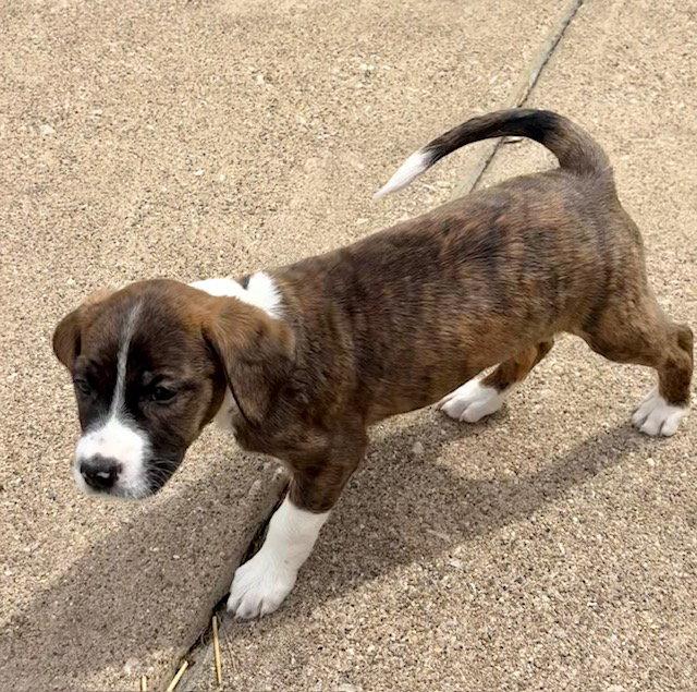 Enlarge Vega, a Adoptable mixed breed in Hillside, IL image 1/3